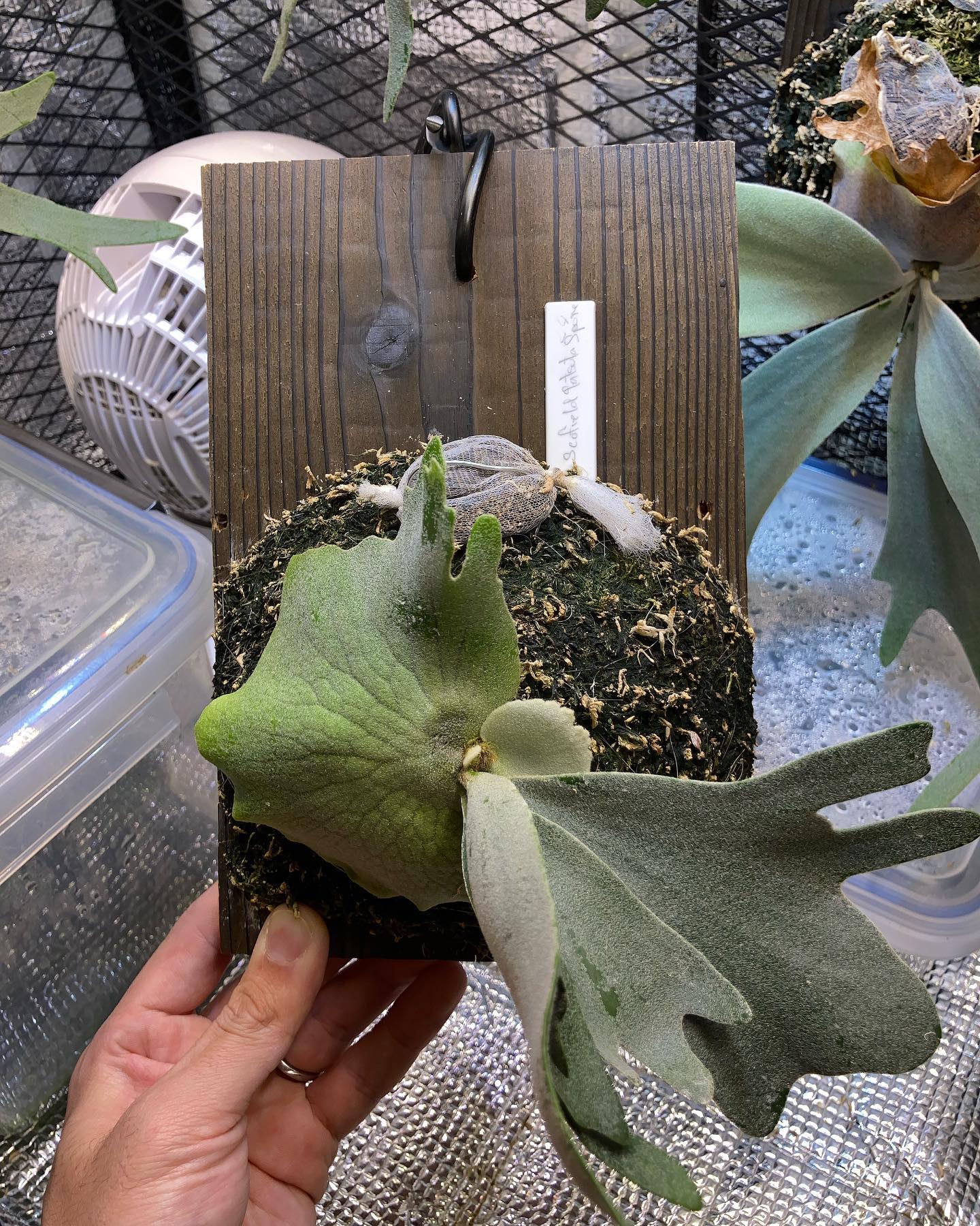 スコタツスポアも成長してきました。今のところ出る葉っぱ全部変なやつ 一枚、二枚目 令和4年2月28日