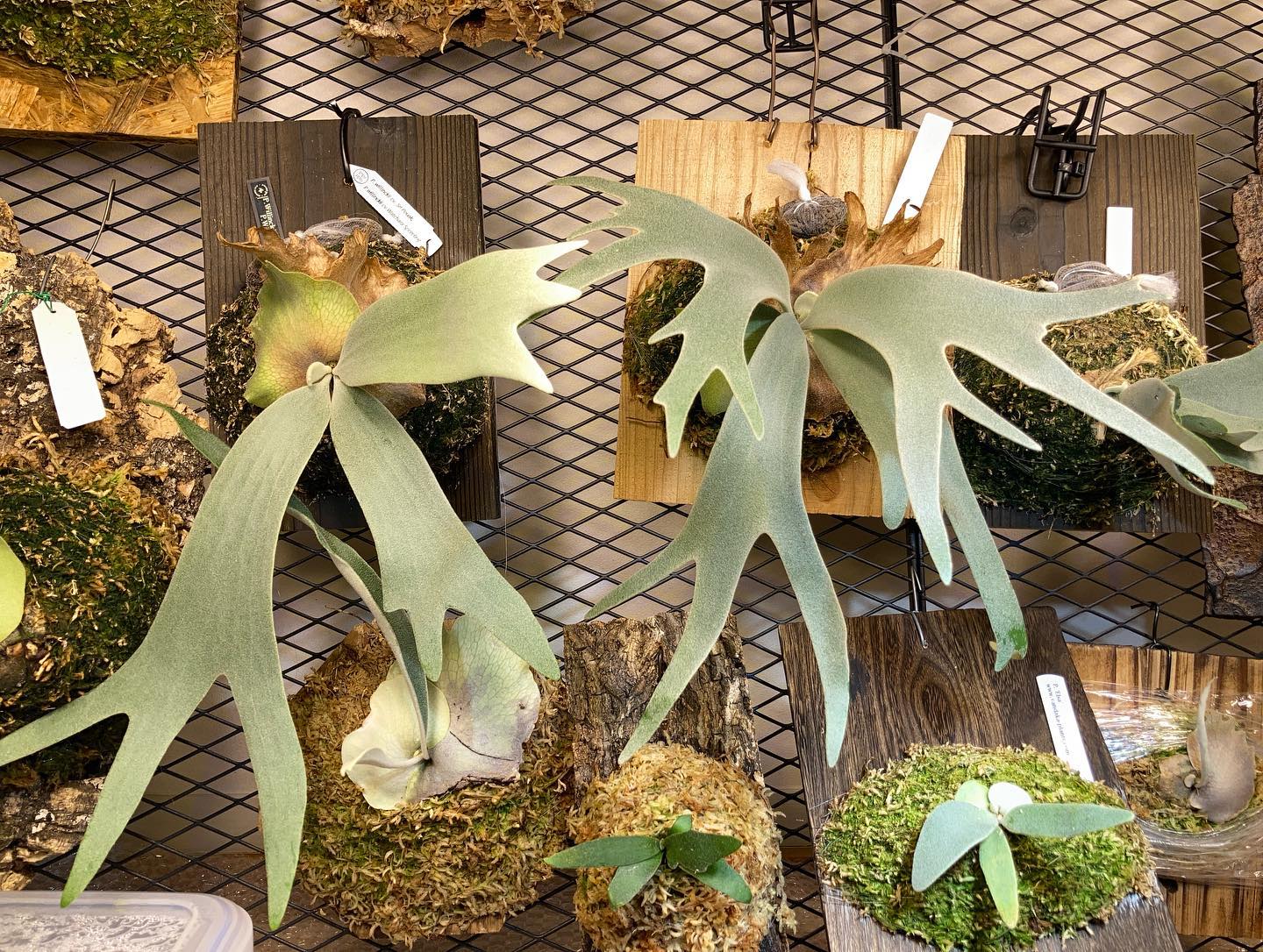 Peuak Watchara と月光爪哇 胞子葉の質感が似てると思いましたが、実際に比較すると結構違