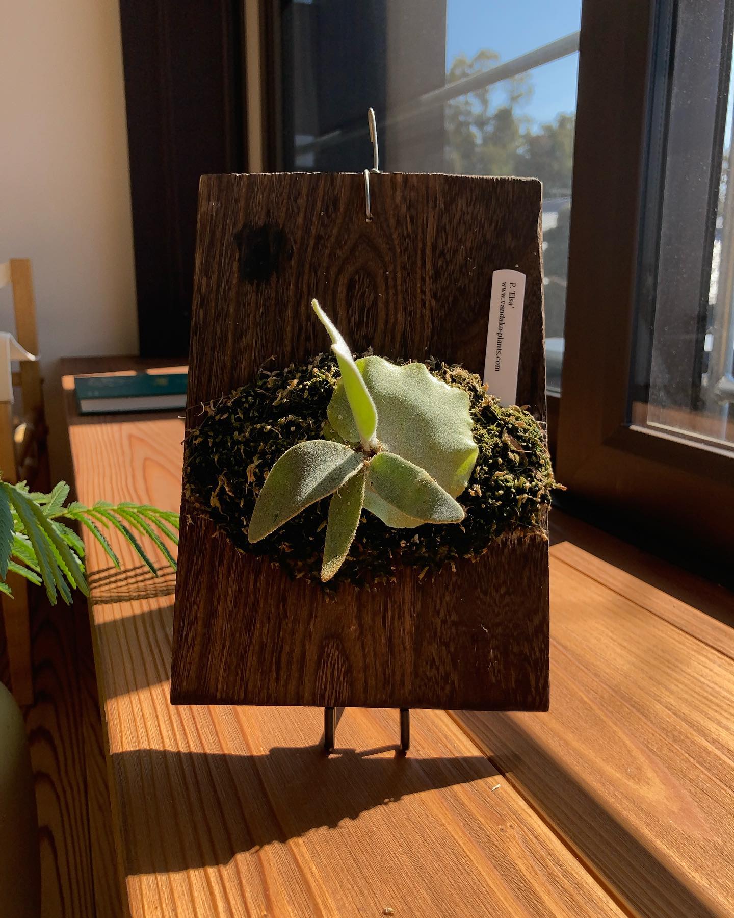 我が家のエルサ 天気が良いので日光浴。 胞子葉がモリモリ大きくなってます ブラックウォーターとコンポ