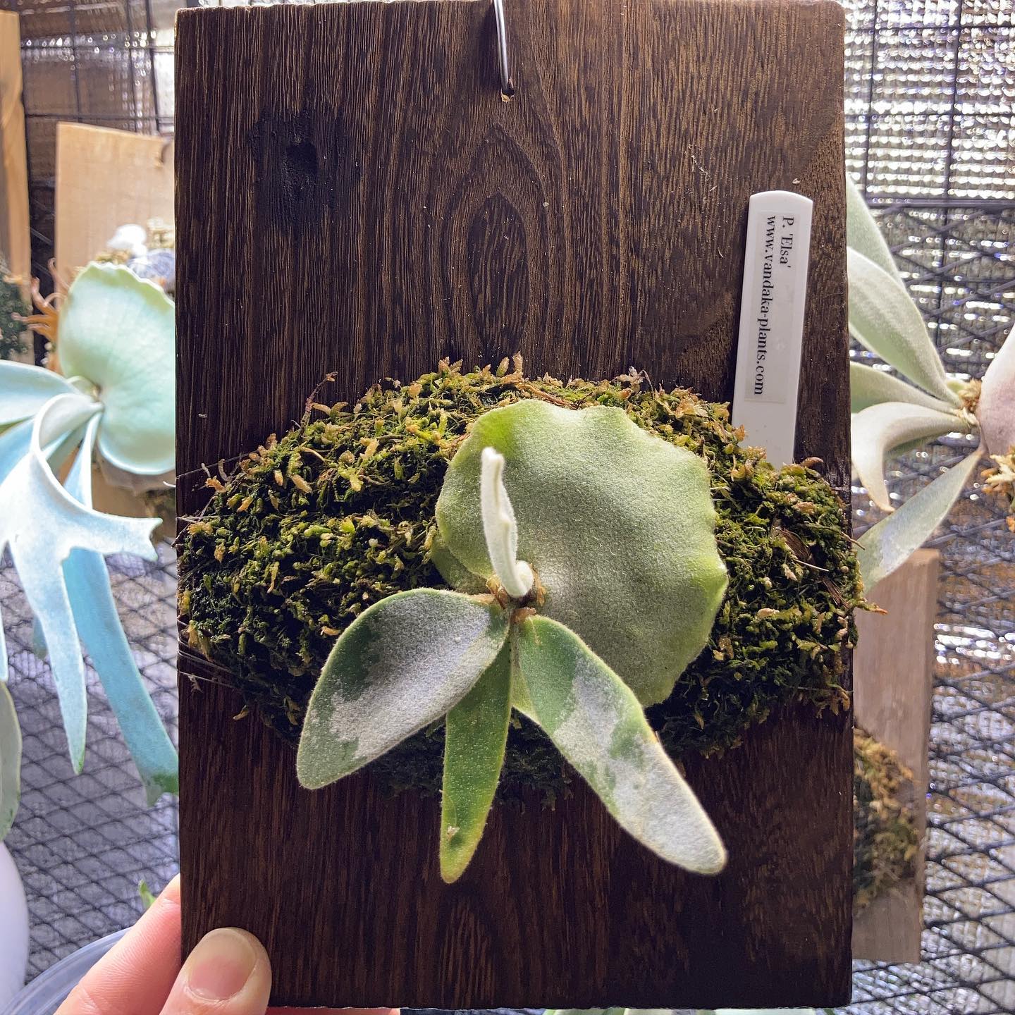 エルサも少しずつ成長してます。 グロウルーム(2月5日)に入れてから成長速度がかなり上がったような気