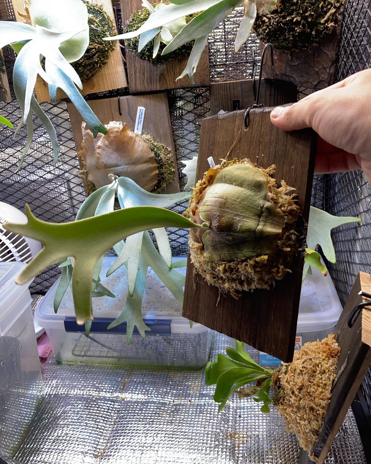 今日久しぶりに に行ってきました。 今回お迎えしたのは、 イエロームーンとノーネームのベイチー どち