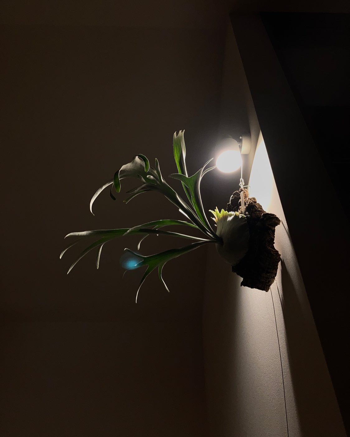 こっちは以前 @vandaka_plants さんからお迎えしたベイチーワイルドのvp。 完全に胞子