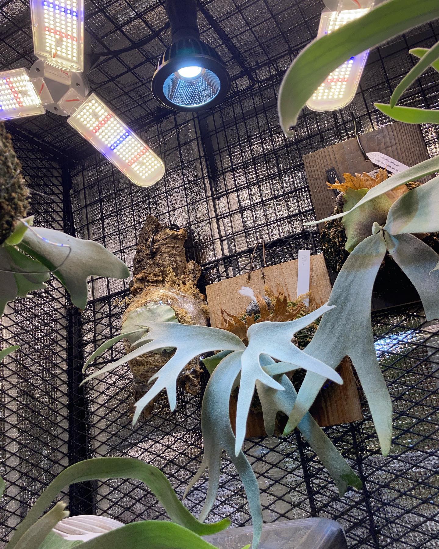 某YouTuberの方に影響を受けて100均とホームセンターで買える材料でグロウボックス作ってみまし