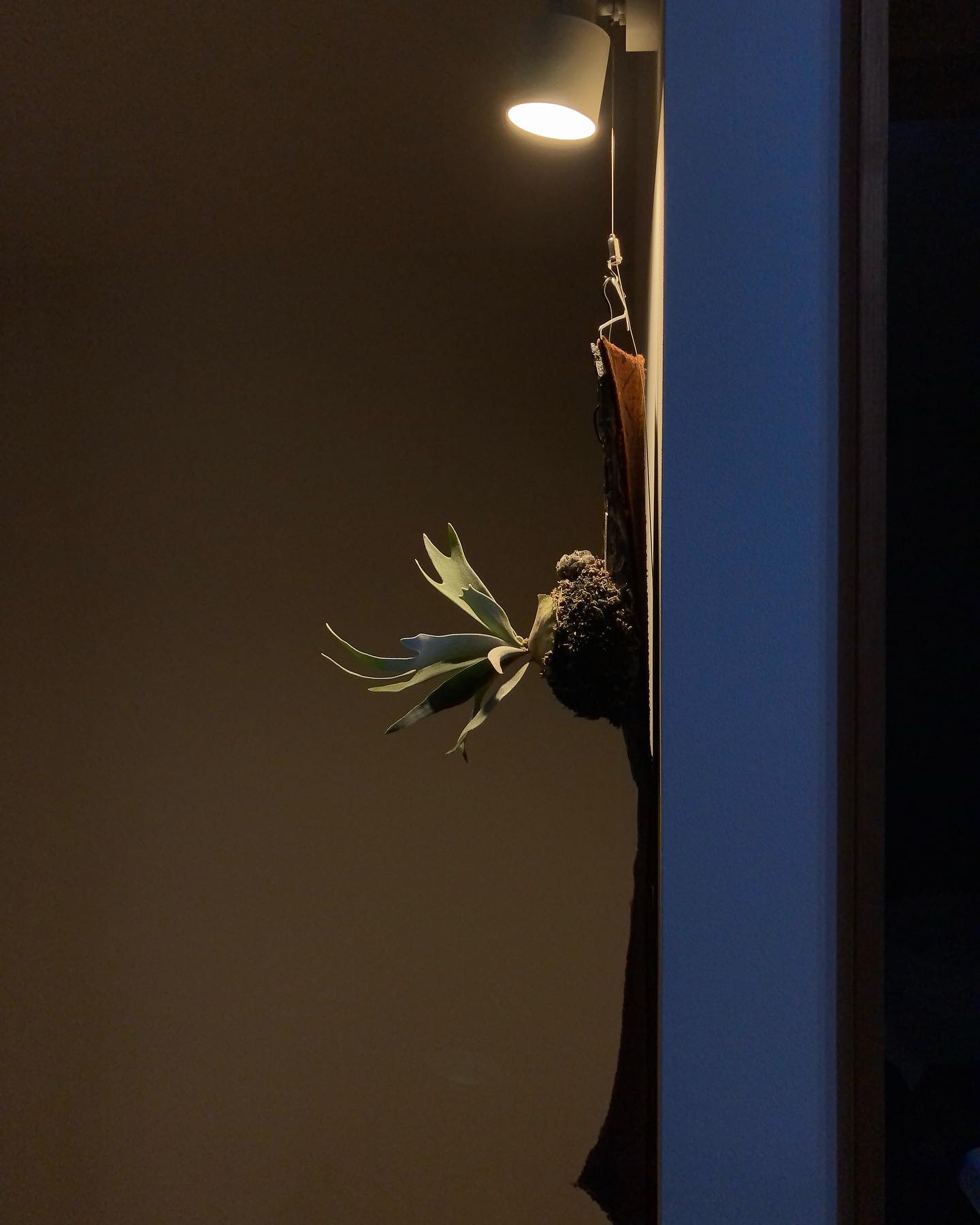 久々のベイチーキングフィッシャー君です。 新しい胞子葉2本はグロウボックスに入れてからのものですが、