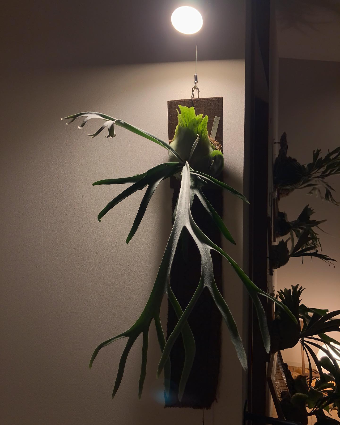 ムーンライト伝説 胞子嚢が形成されつつあります。 僥倖です