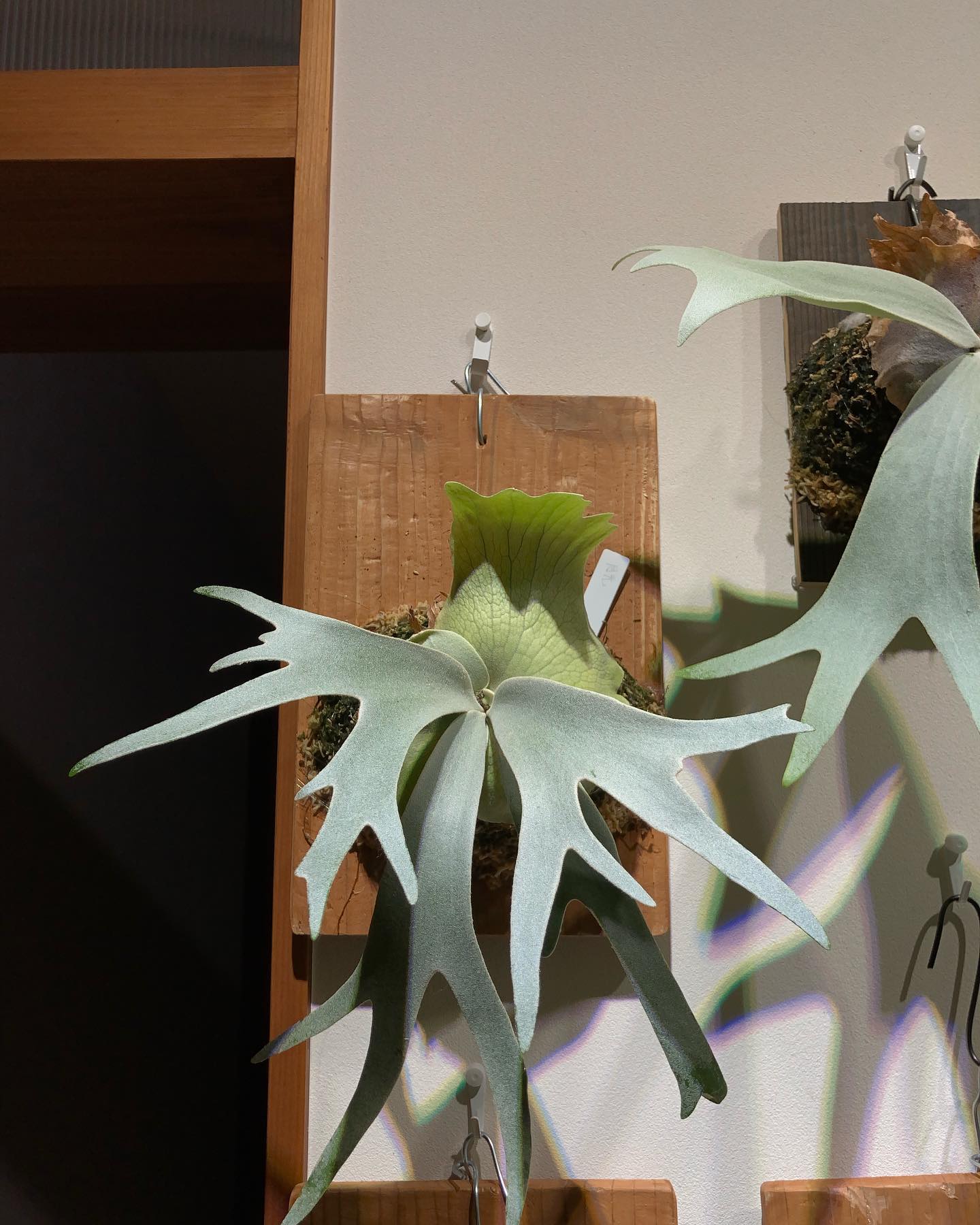 月光さん 根が板まで到達していたので、苔増しand板替えしました。 貯水葉も結構展開してきました 白