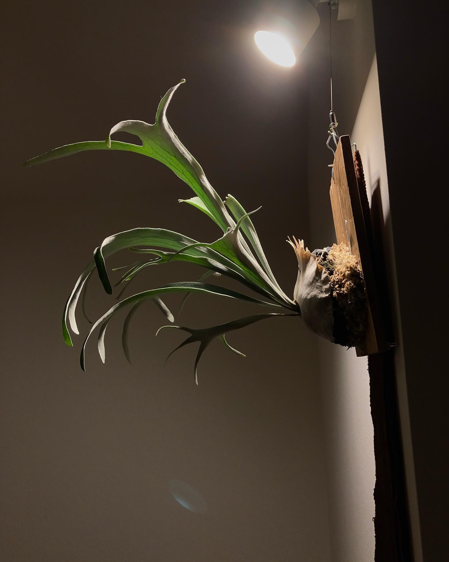 これもナイスベイチー 太陽光だと胞子葉が散らばりますね vp from @vandaka_plant