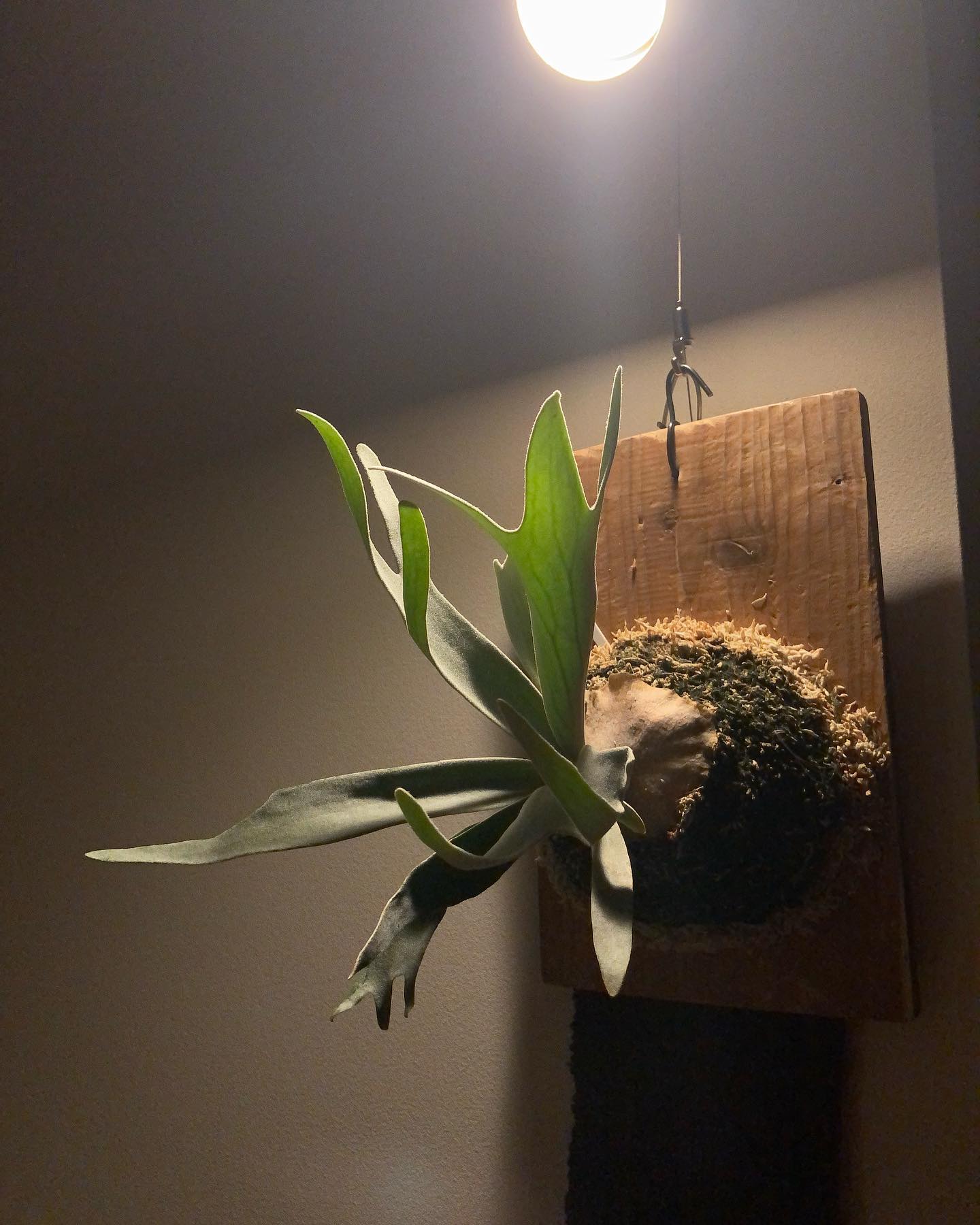 きんふぃ君 続・やっぱりビカクはアートでございます。 こんなに面白い植物が流行らないわけがない