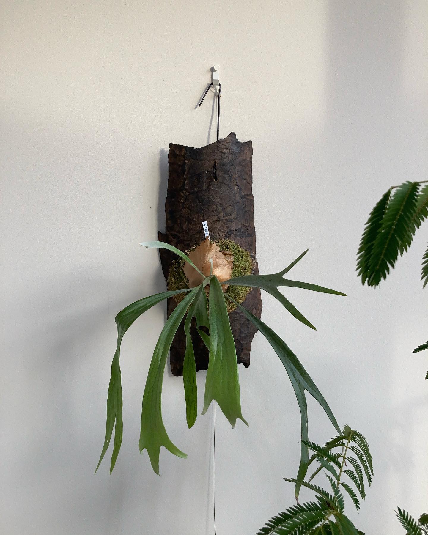 もう場所はありませんが、お迎えしましたマウントルイス君です 正直堪らない株です @botanyval