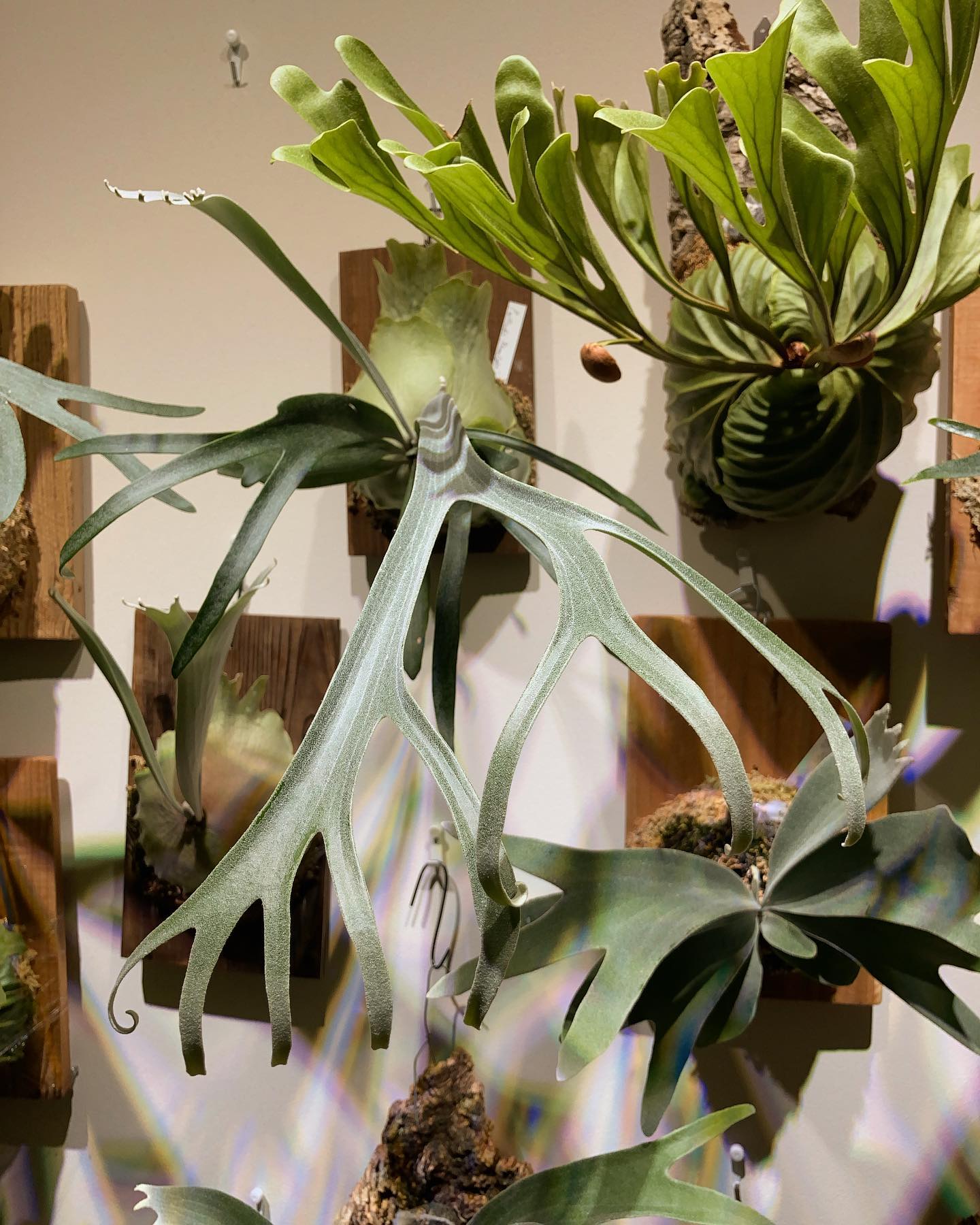 うちのmoonlight なかなか個性的な胞子葉 この調子で胞子葉が増えたら楽しくなりそう moon