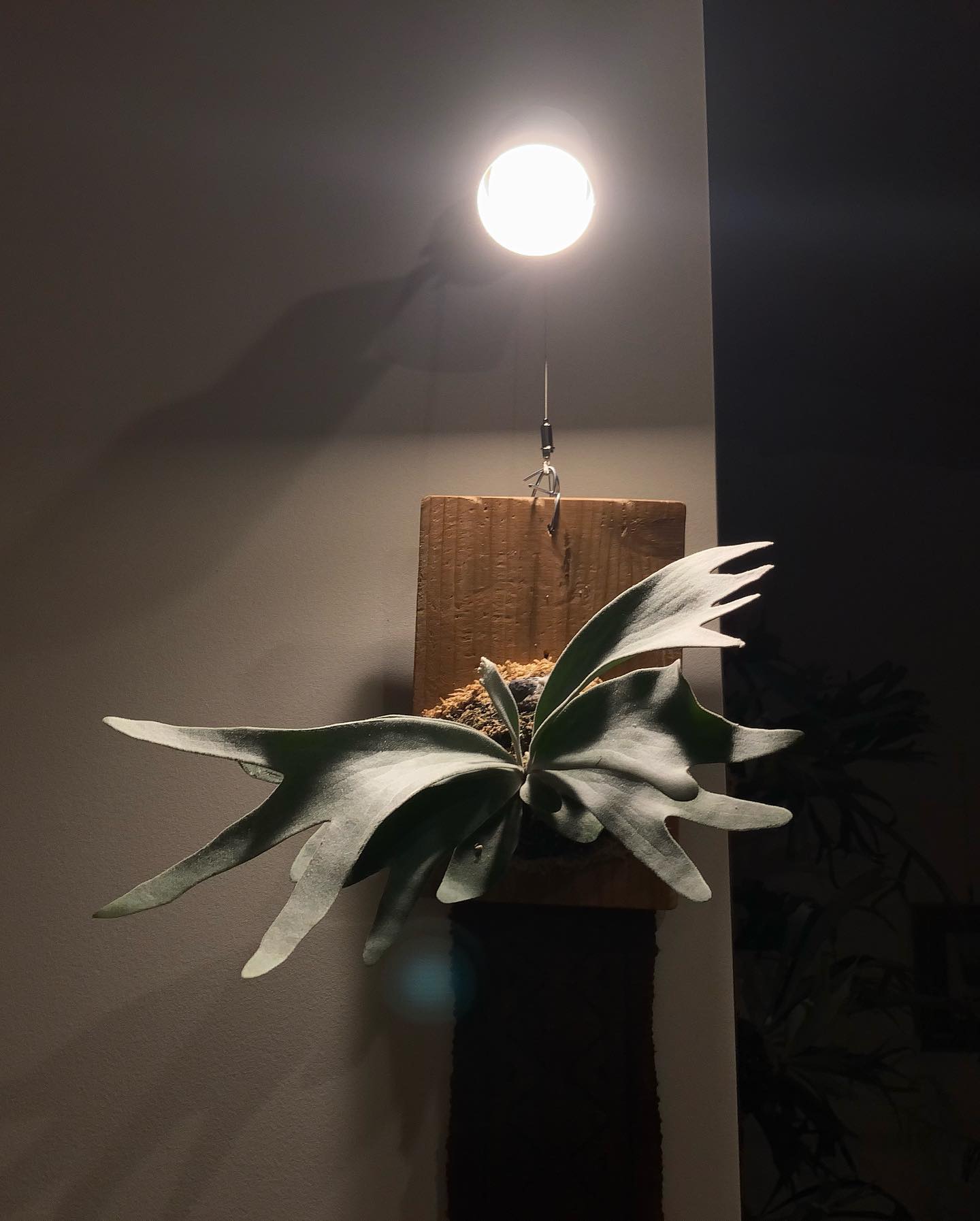 うちのセルソ様 まだまだ5分岐のひよっこです。 そろそろ貯水葉出ないとヤバい気が 貯水葉出させるテク