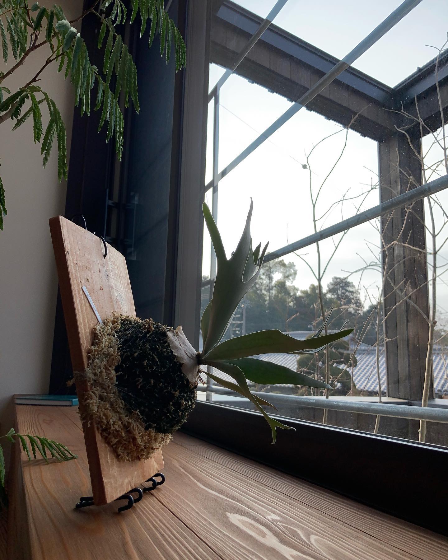 これも楽しみなナイスベイチー！ 根が板まで到達していたので苔増ししました！ from @botany