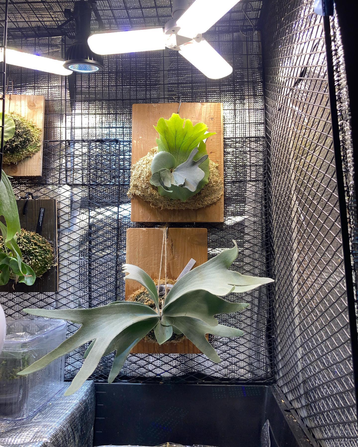 上 スコフィールドタツタスポア 下 セルソタツタ 去年7月(二枚目)に購入してから、こんな感じになり