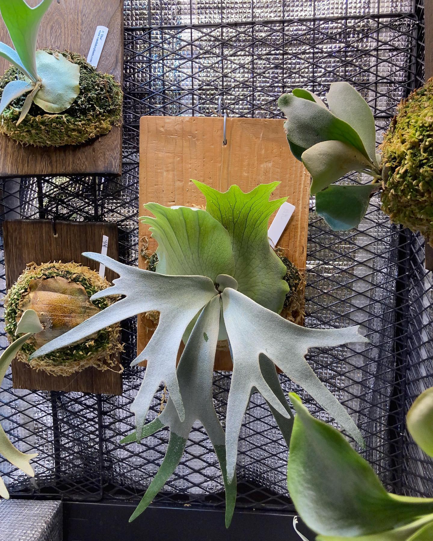 四枚連続貯水葉が確定した月光さん 貯水葉展開後は、一味違う胞子葉出して欲しいですな