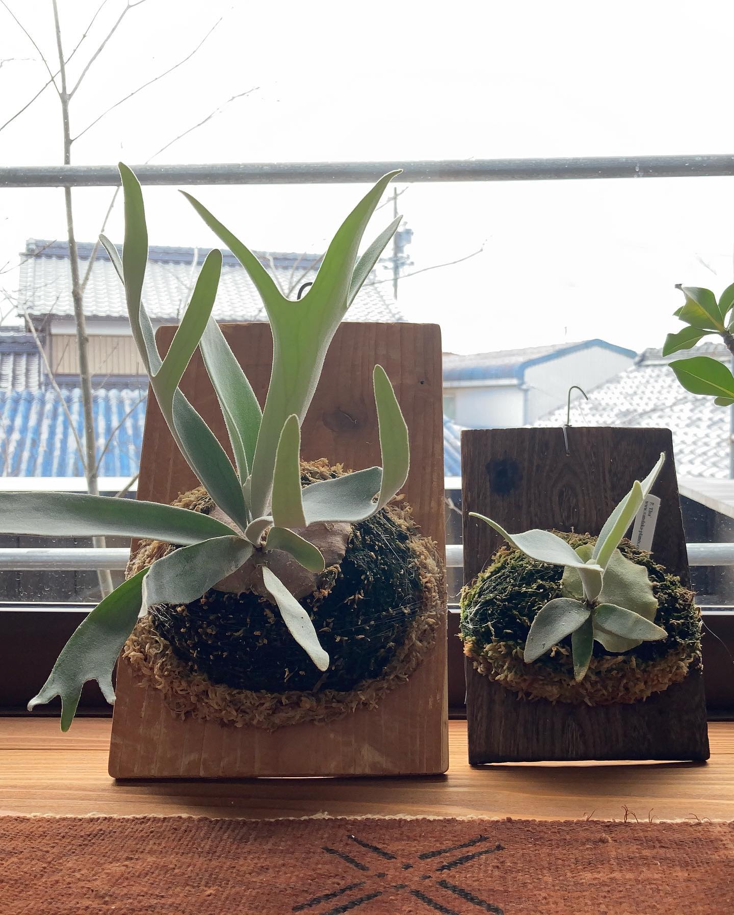 ちょっと親子っぽい？ エルサも順調に成長して、最近分岐も３つに増えました