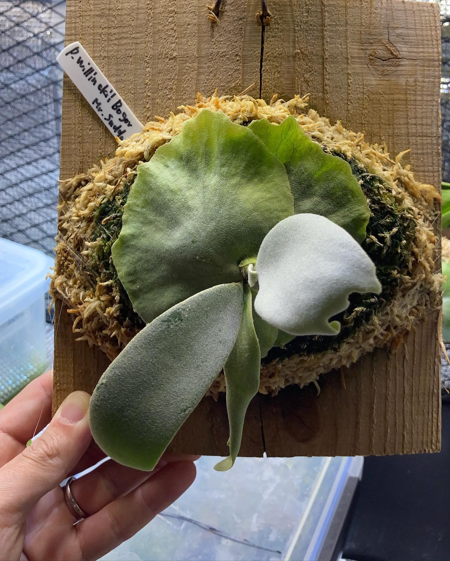 ボゴのスーさん お迎えして、9日間ですが中々元気です 一枚目3月17日 二枚目3月8日