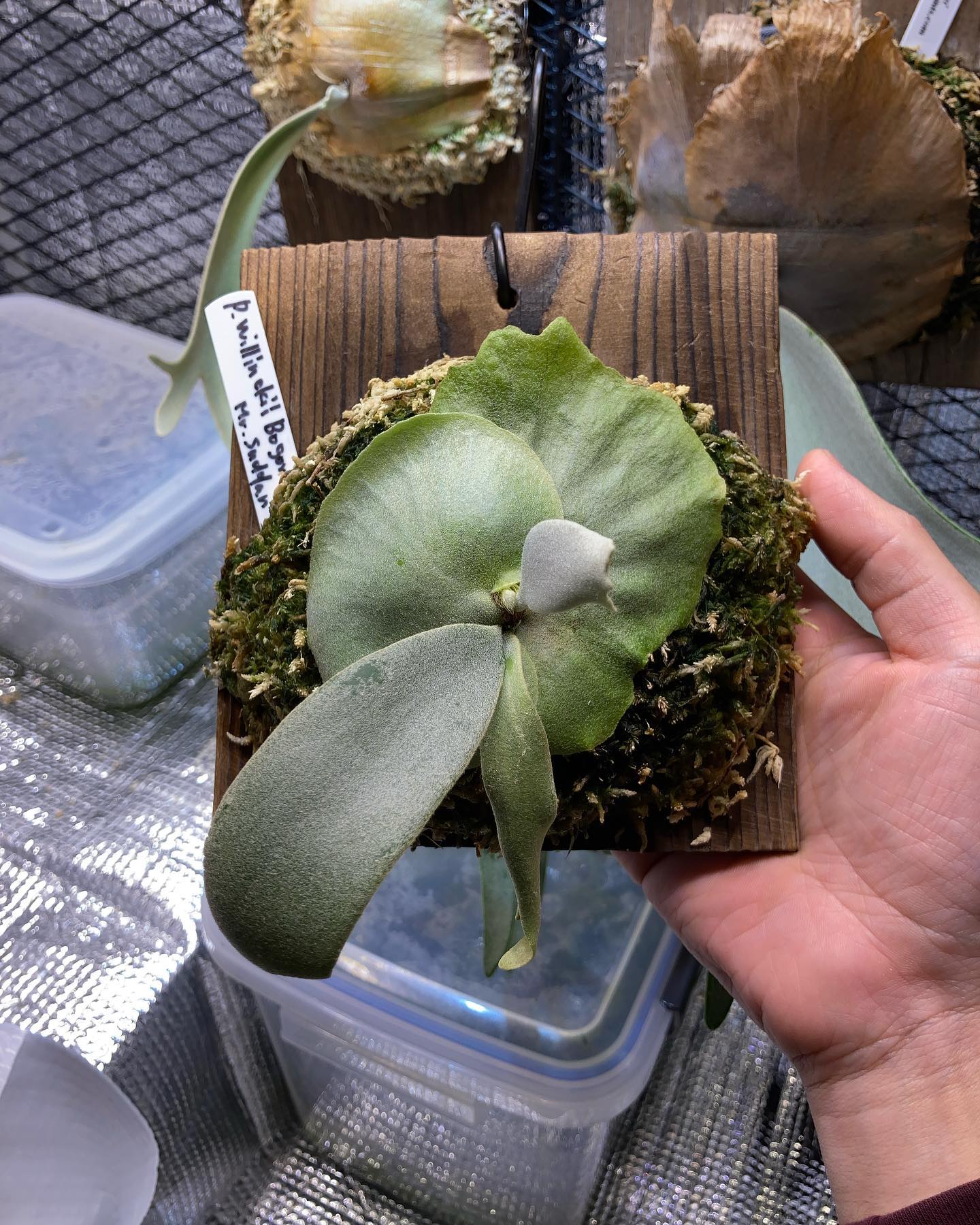 うちではどんな成長するのか楽しみです！ @acupom219 さんありがとうございました ビカクはほ