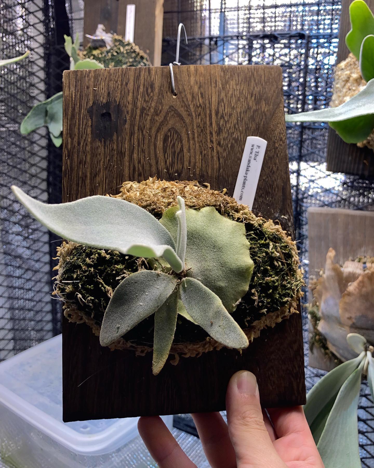 エルサ成長記録 根っこが板まで到達したので苔増しました。 一枚目:3月9日 二枚目:2月10日 三枚