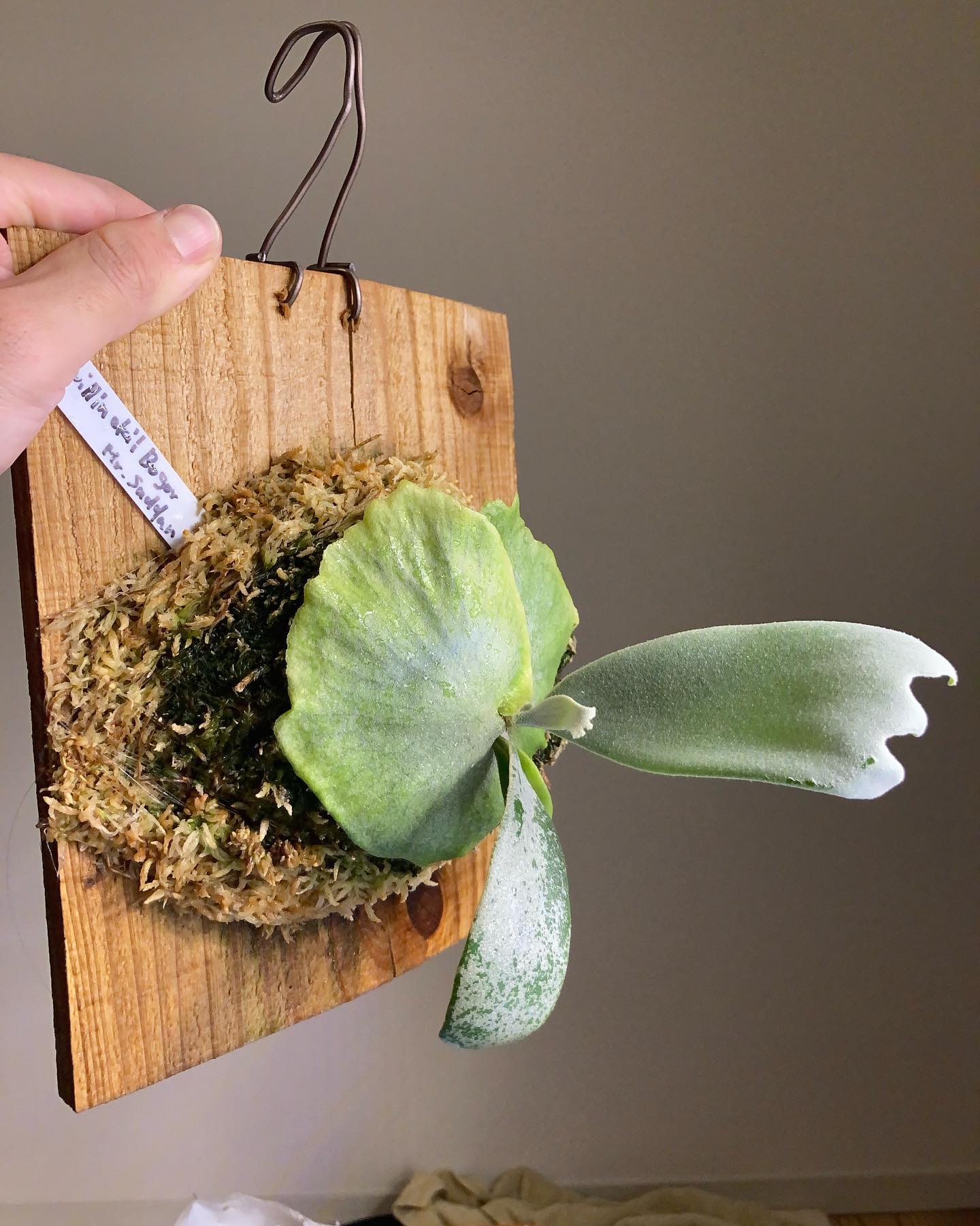 こんなに小さいのに10分岐する？！