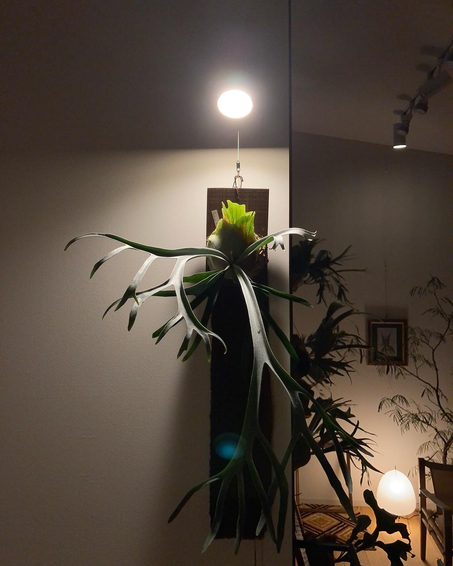 魔界に生えていそうな草 右側のおてても展開したらカッコ良さそうです 4のつく日が好きです