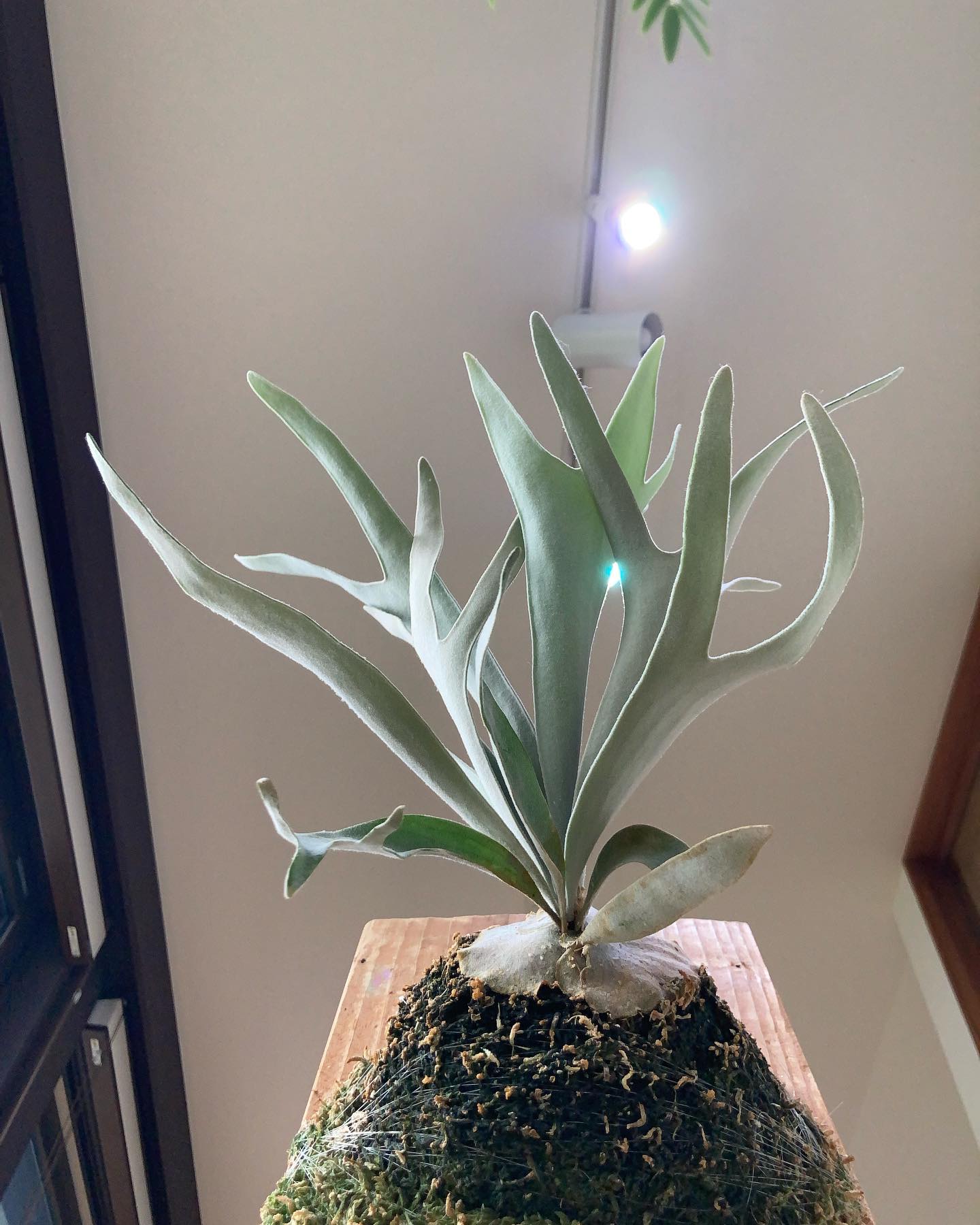 いつも思うのですが、きんふぃ君とエルサの胞子葉って雰囲気少し似てないですか？ どちらの胞子葉も縁取り