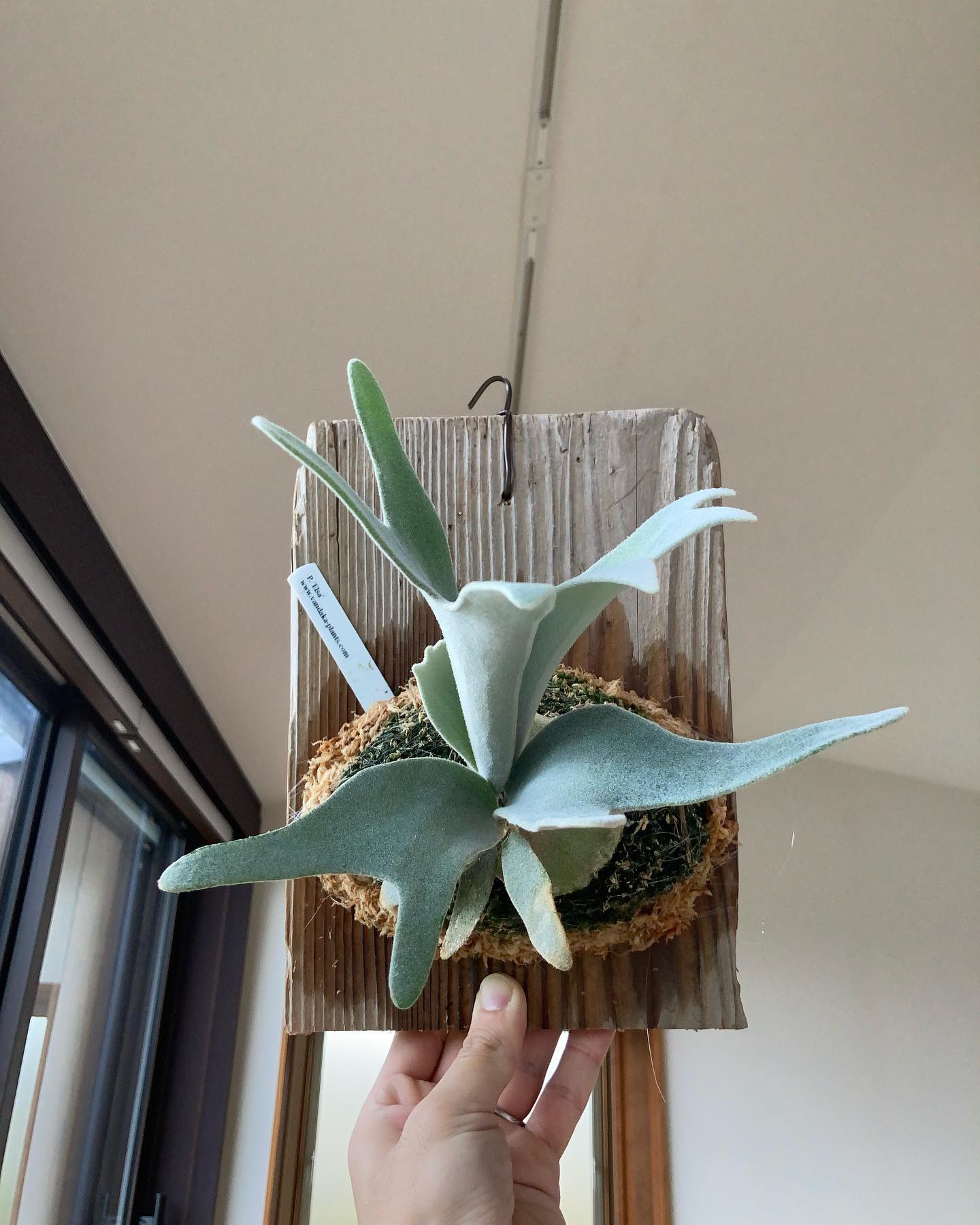 根が板まで到達していたので、コケ増し&板替えしました。前にコケ増ししたのが4月6日(4枚目)なので、