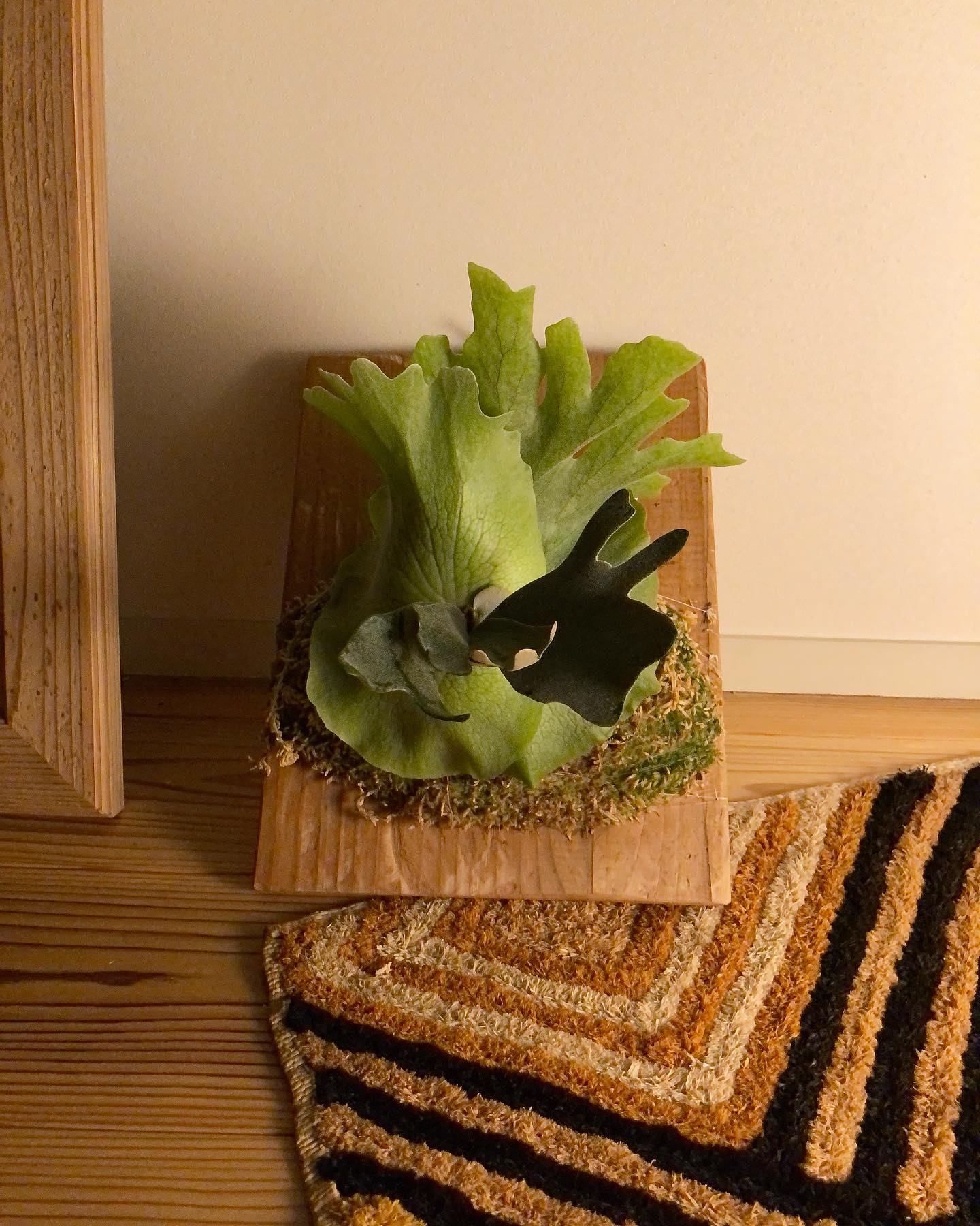 8がつく日ということで、スコタツの胞子培養株です。 5百円玉サイズから育てている可愛いやつです 親に