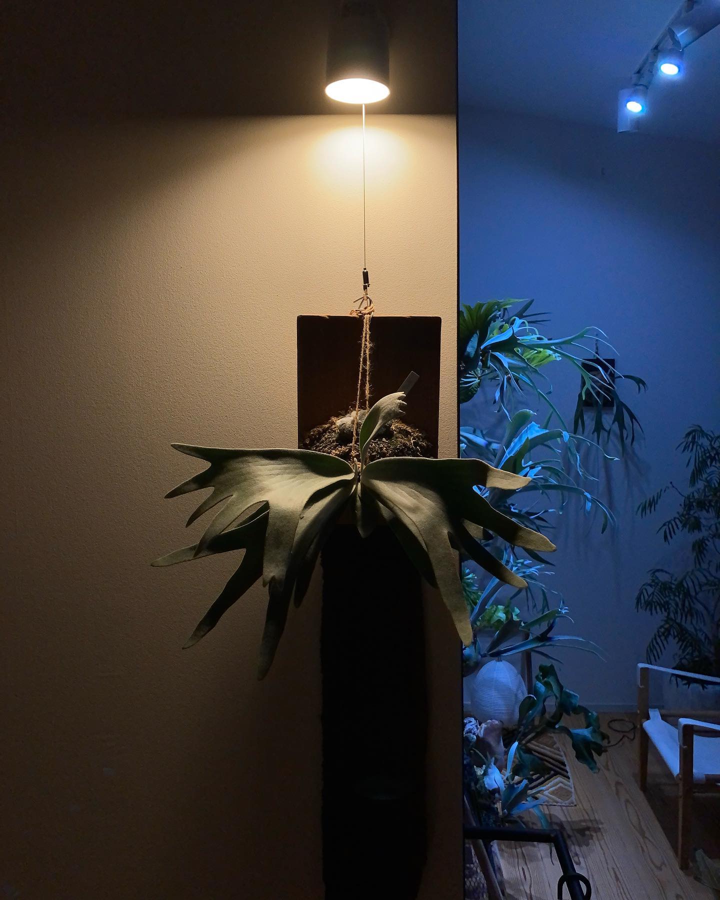 胞子葉しか出さない人と 貯水葉しか出さない人