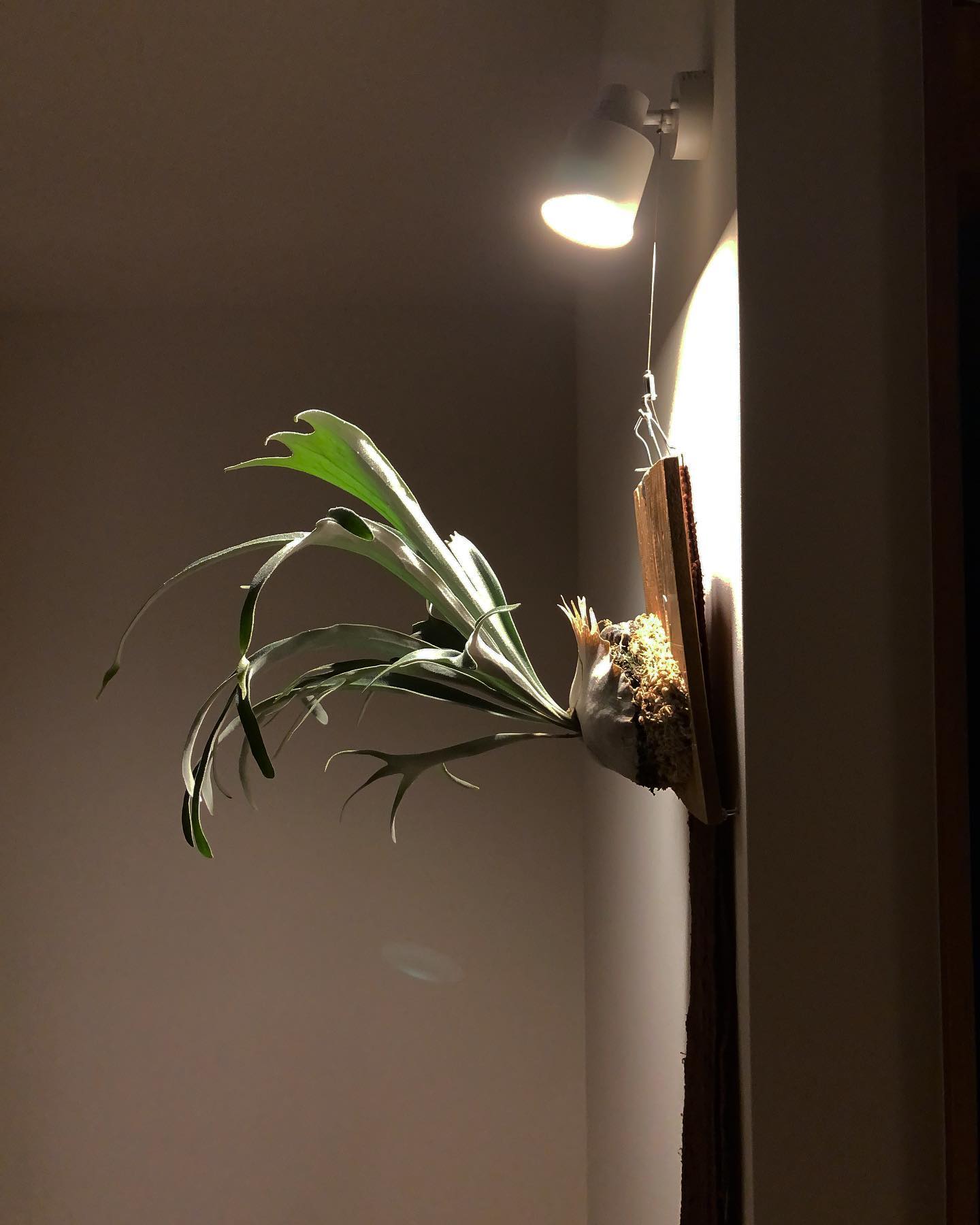 これだけ胞子葉があれば、、 ベイチーワイルドちゃんです