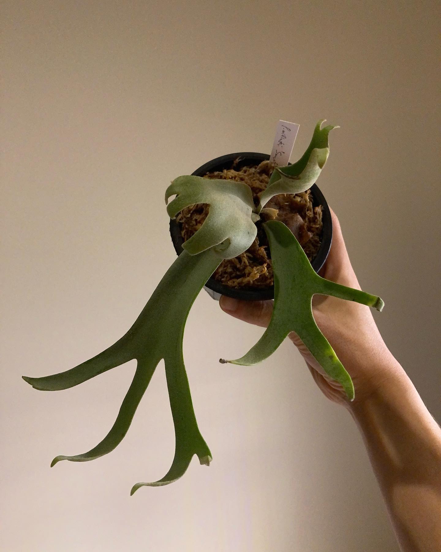 樹祭から連れて帰ってきたもの スマーフさん 7-9ちゃん ながいの君 以上です 調子に乗り過ぎちゃい