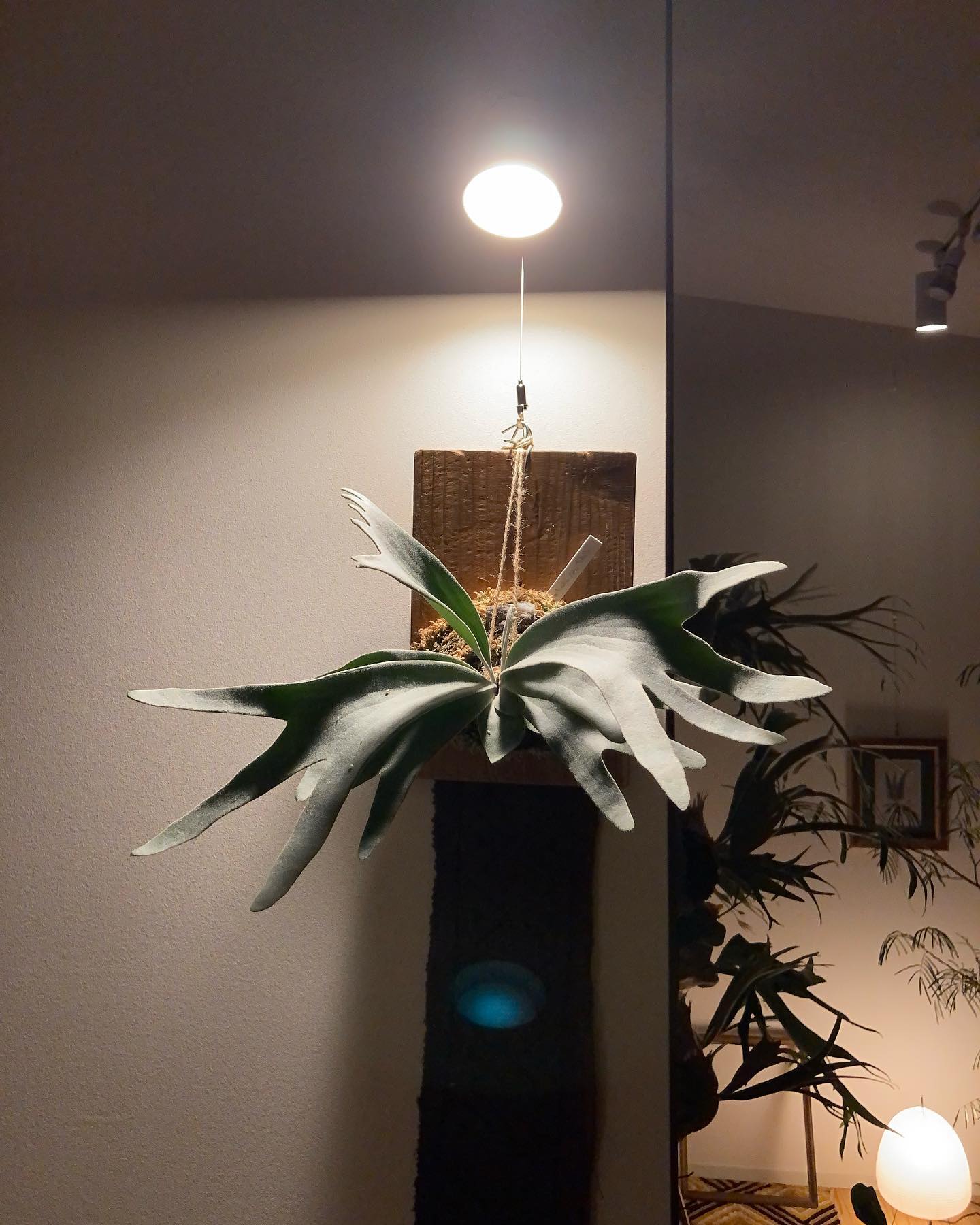 14枚連続で胞子葉を出すセルソ そろそろ本当に首折れが怖い