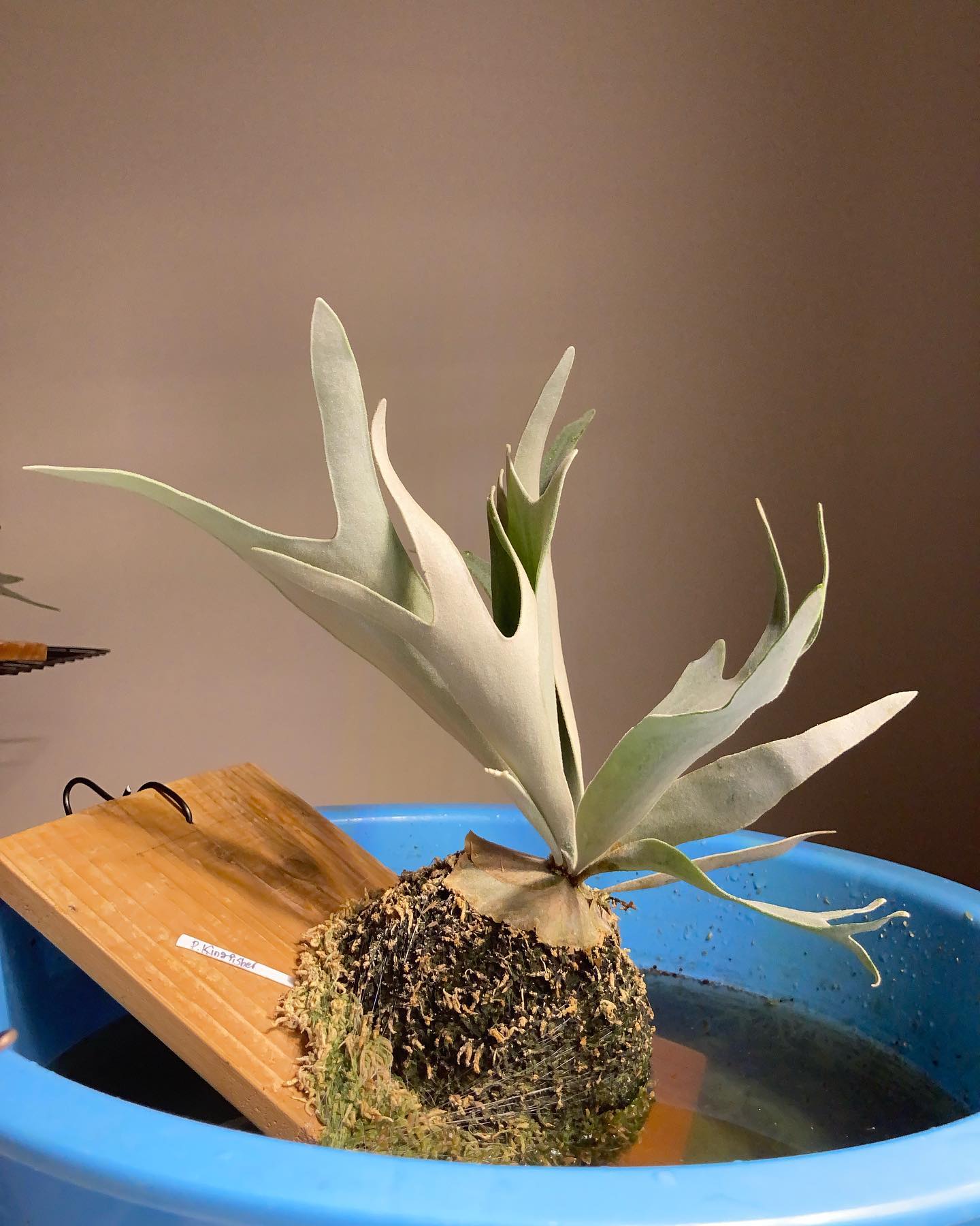 きんふぃ君の貴重な水浴びシーン。 ledでも日光でも変わらず胞子葉が上を向いてます