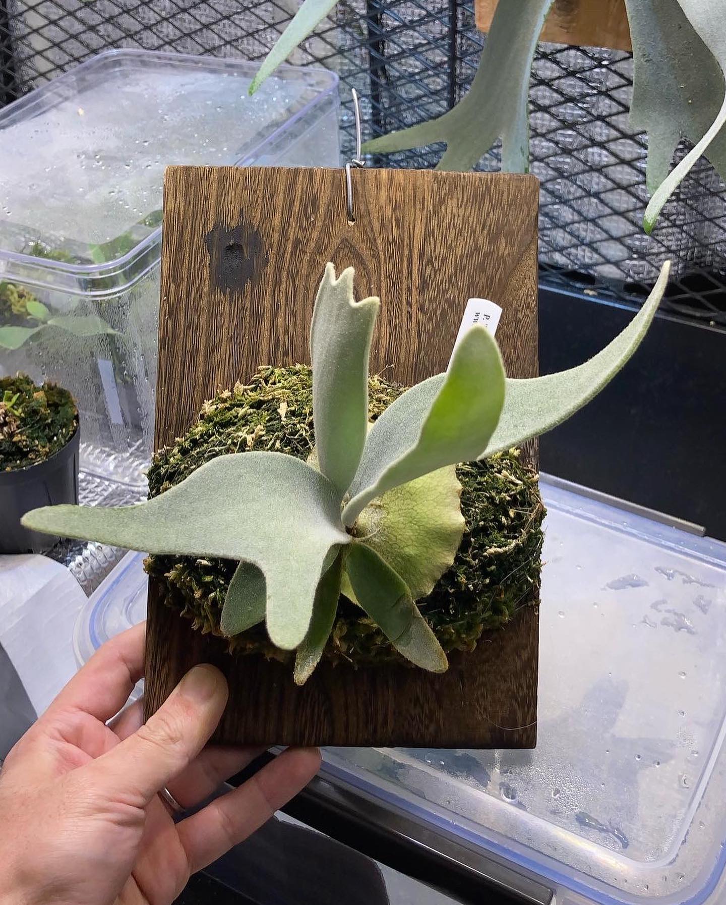 えるさ成長記録 育てて楽しい品種ですね 1枚目4月2日 2枚目3月2日 3枚目2月2日