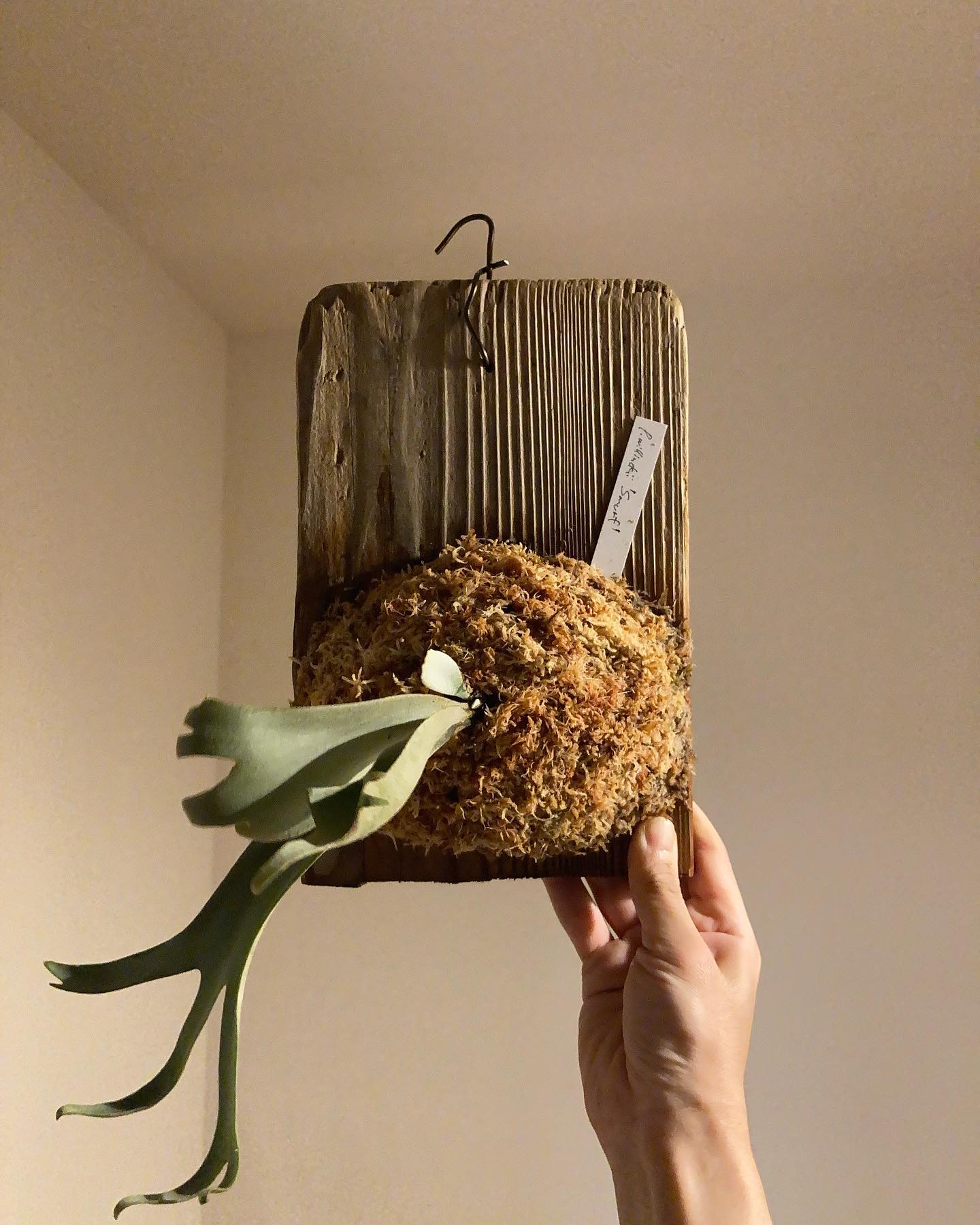 樹祭でひっそり片隅に置いてあったやつ タイのシダ本に姿載ってますが、日本の環境ではどうなるのか 楽し