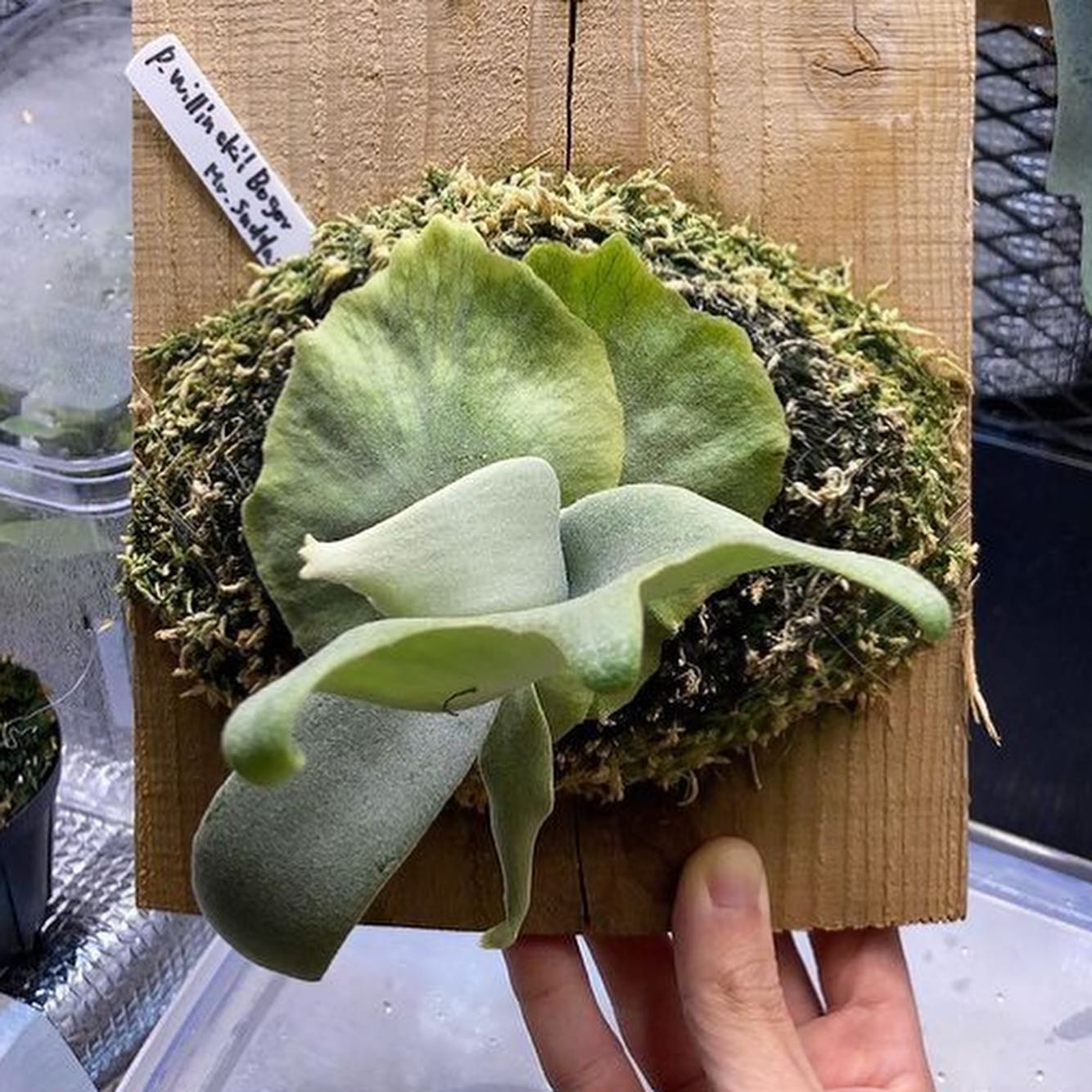 スーダン成長記録 成長速度が歴代最速です。 めっちゃ楽しい とても良い状態の株を迎え入れることが出来