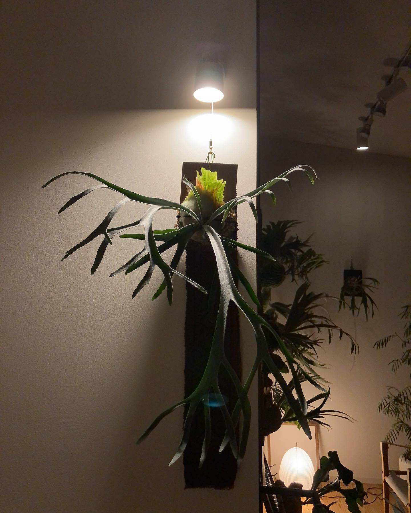 この人の親御さん、カッコ良過ぎて腰を抜かしました。。。 いやー凄かった