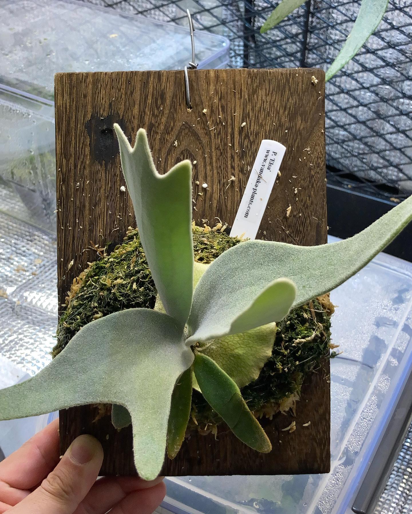 根が板まで到達していたので、コケ増ししました。前にコケ増ししたのが３月９日(2枚目)なので、1ヶ月も