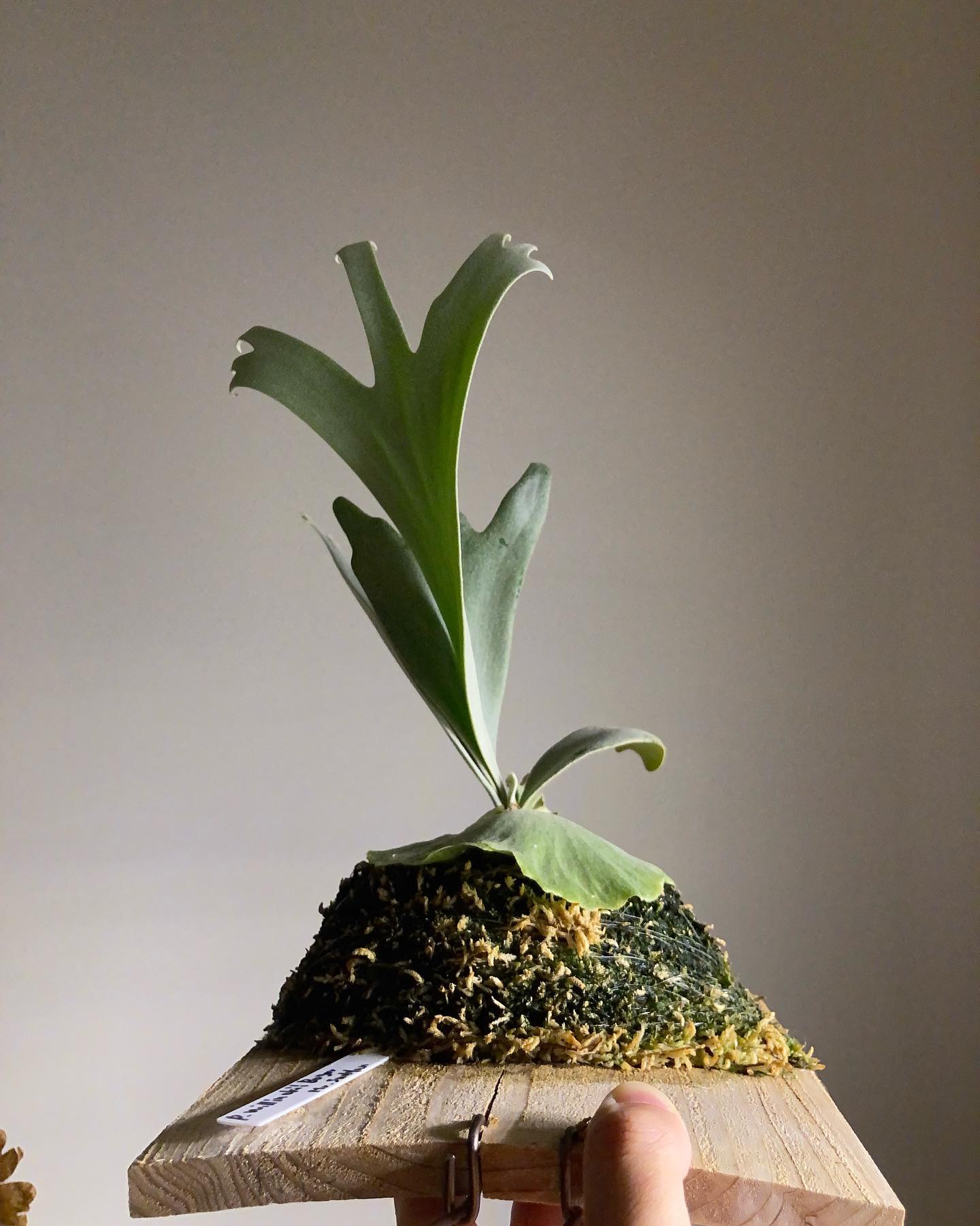 うちに来て1ヶ月半 スーダンさん成長早すぎる