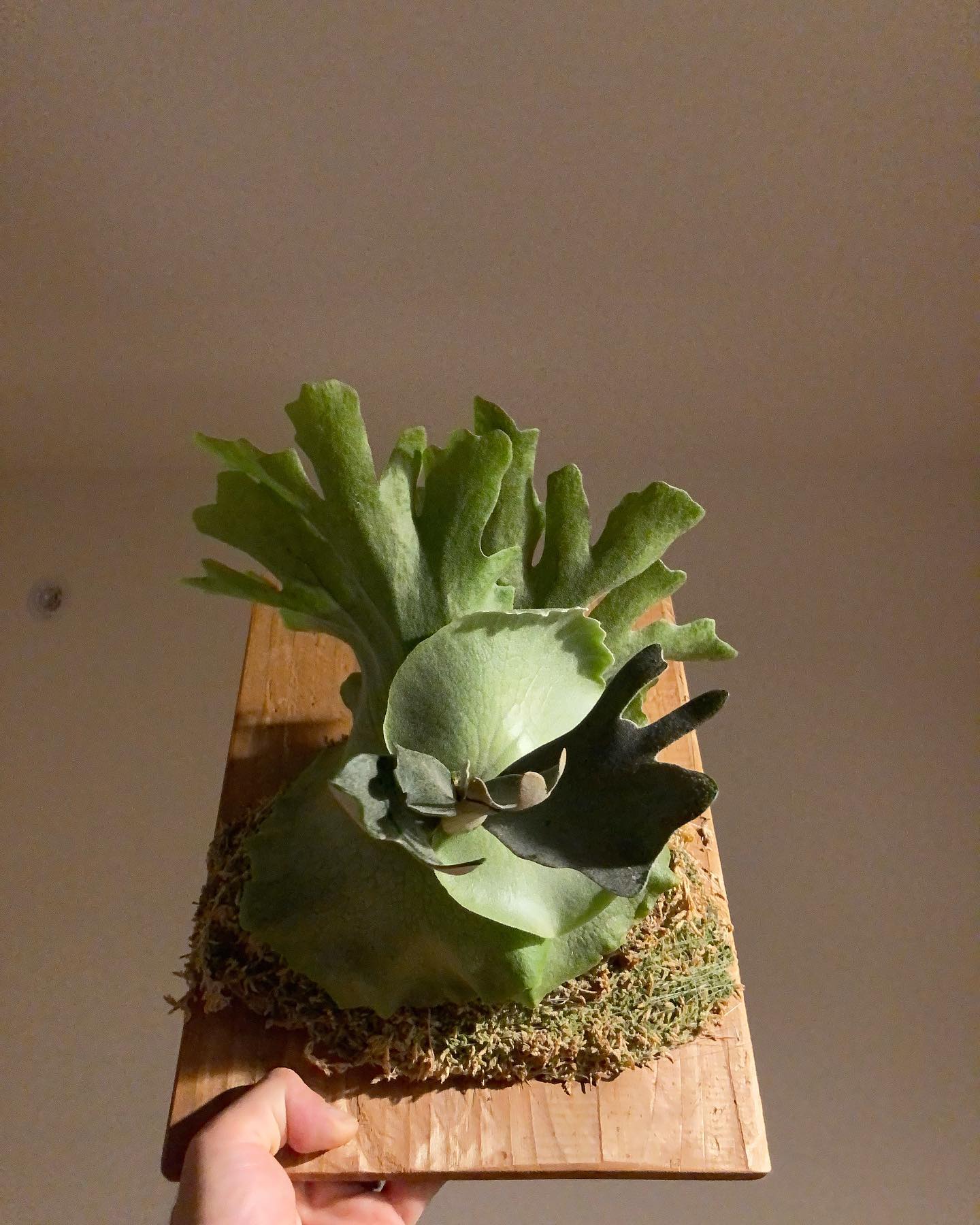 比較的高価な白菜 可愛いやつです