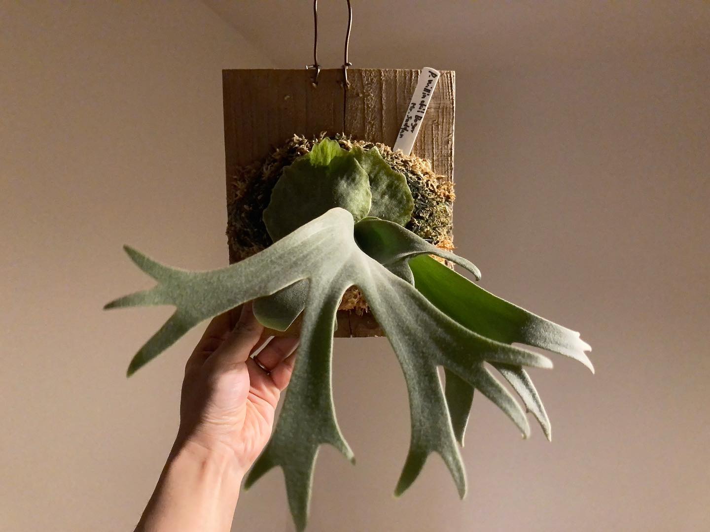 成長速度がエルサと同じくらい早いやつ これも可愛いやつです