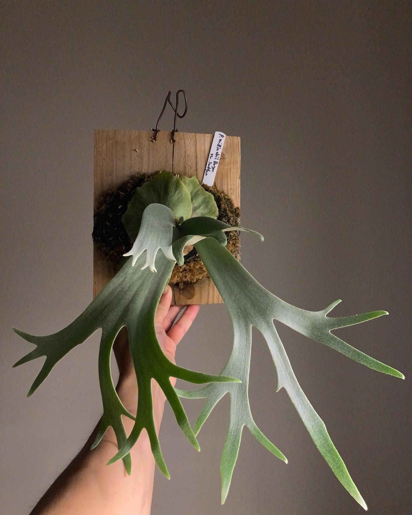 今成長が一番楽しみな株。 from @acupom219