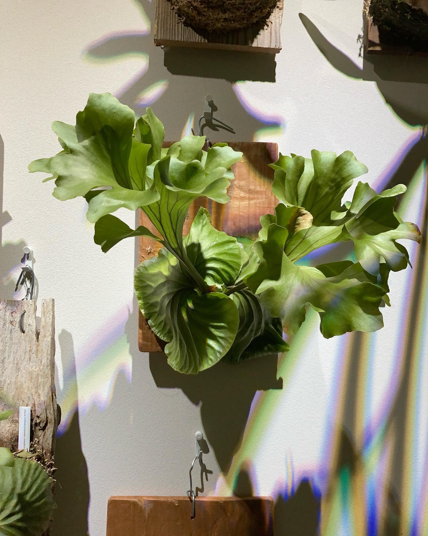 この面構えは明らかに正義超人