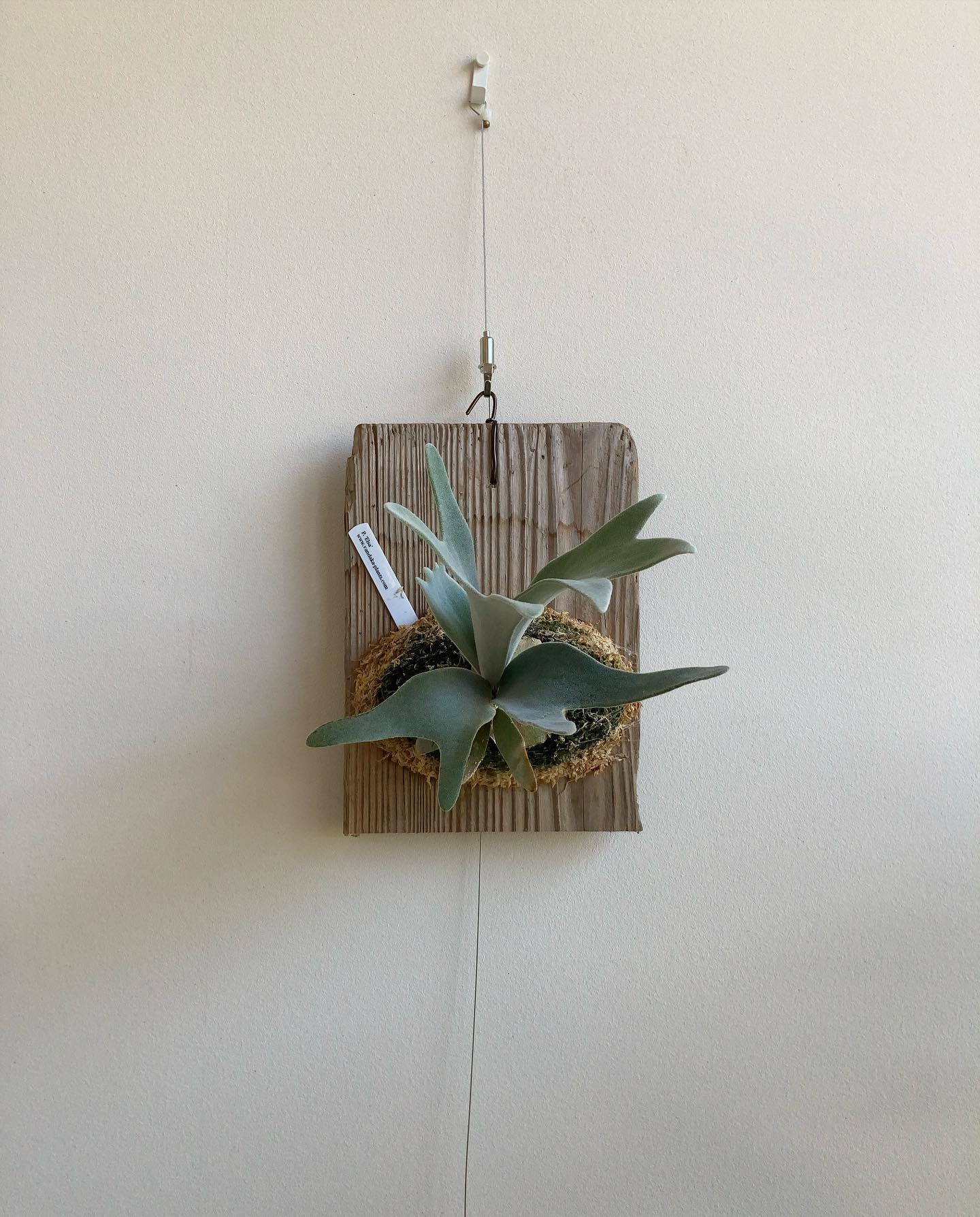 可愛らしい名前と相反してガチムチ気味なやつです。