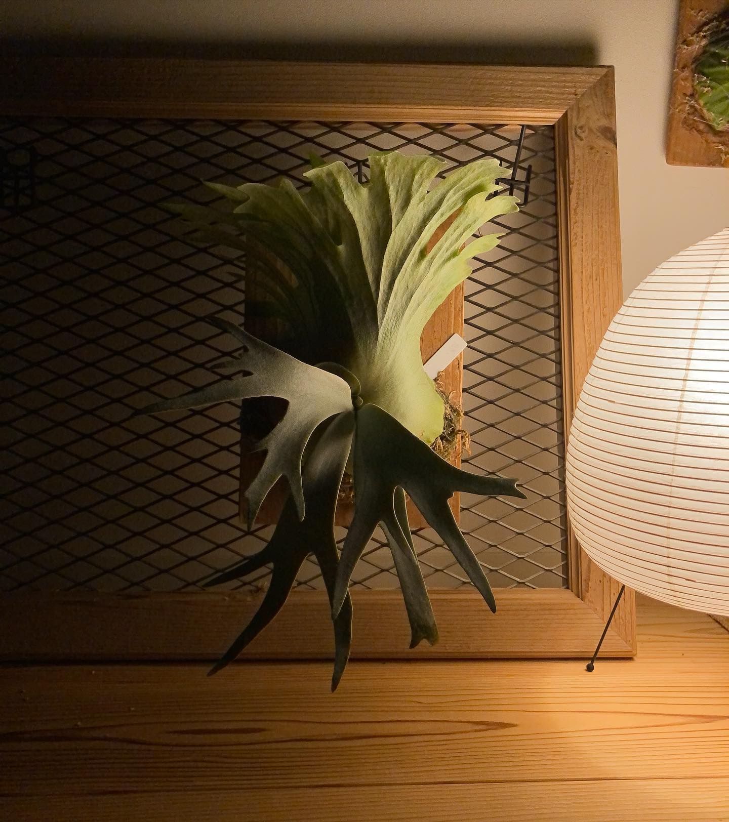 月光爪哇 我此好的糜角也！