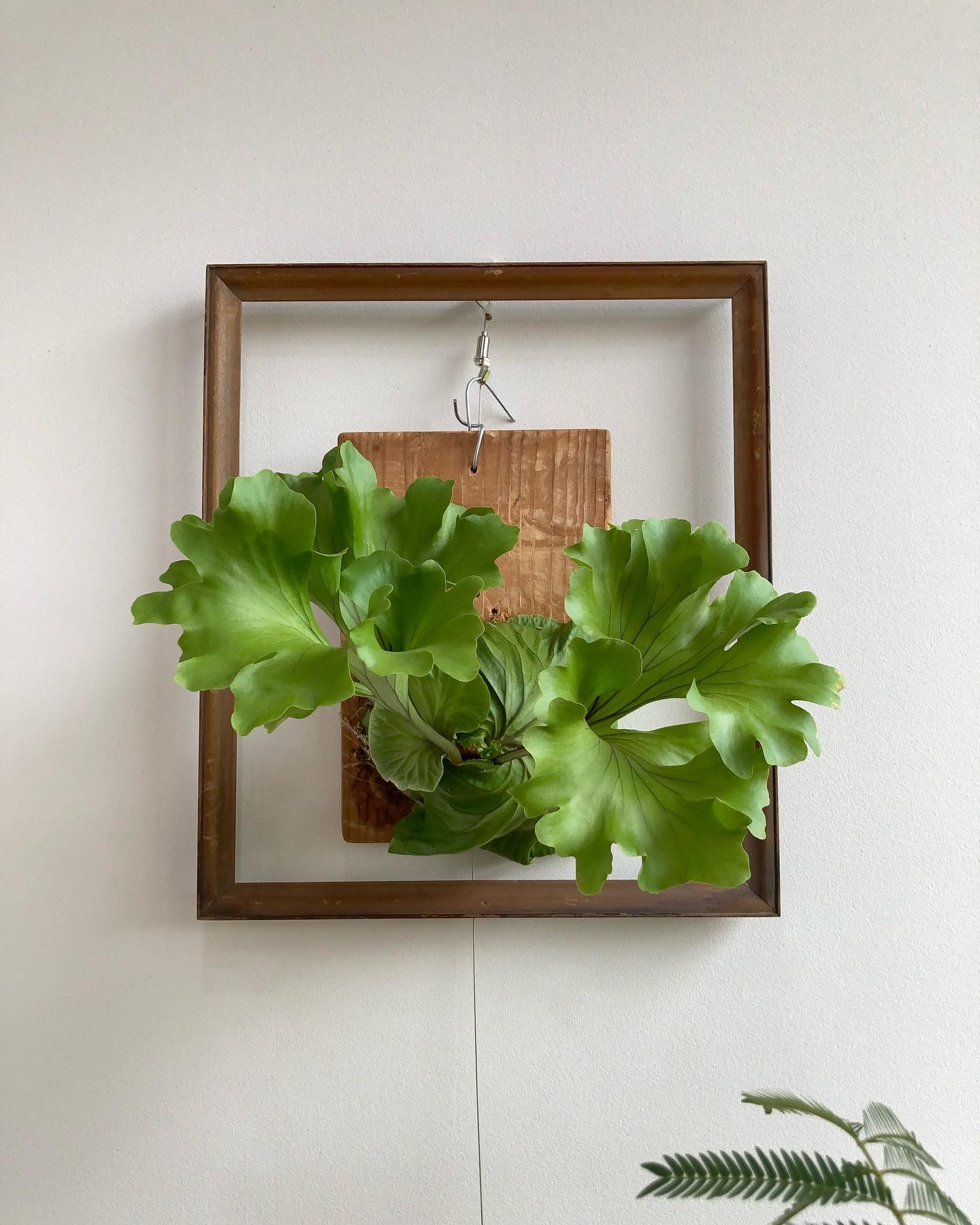 ハン・ソロみたいになってます。