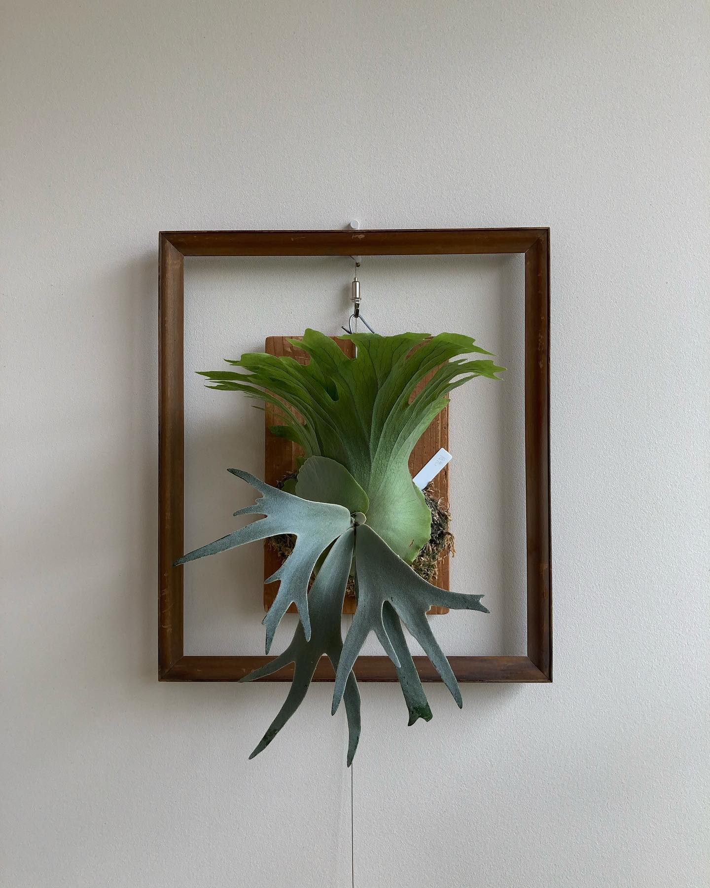 どっちの月光が好き？