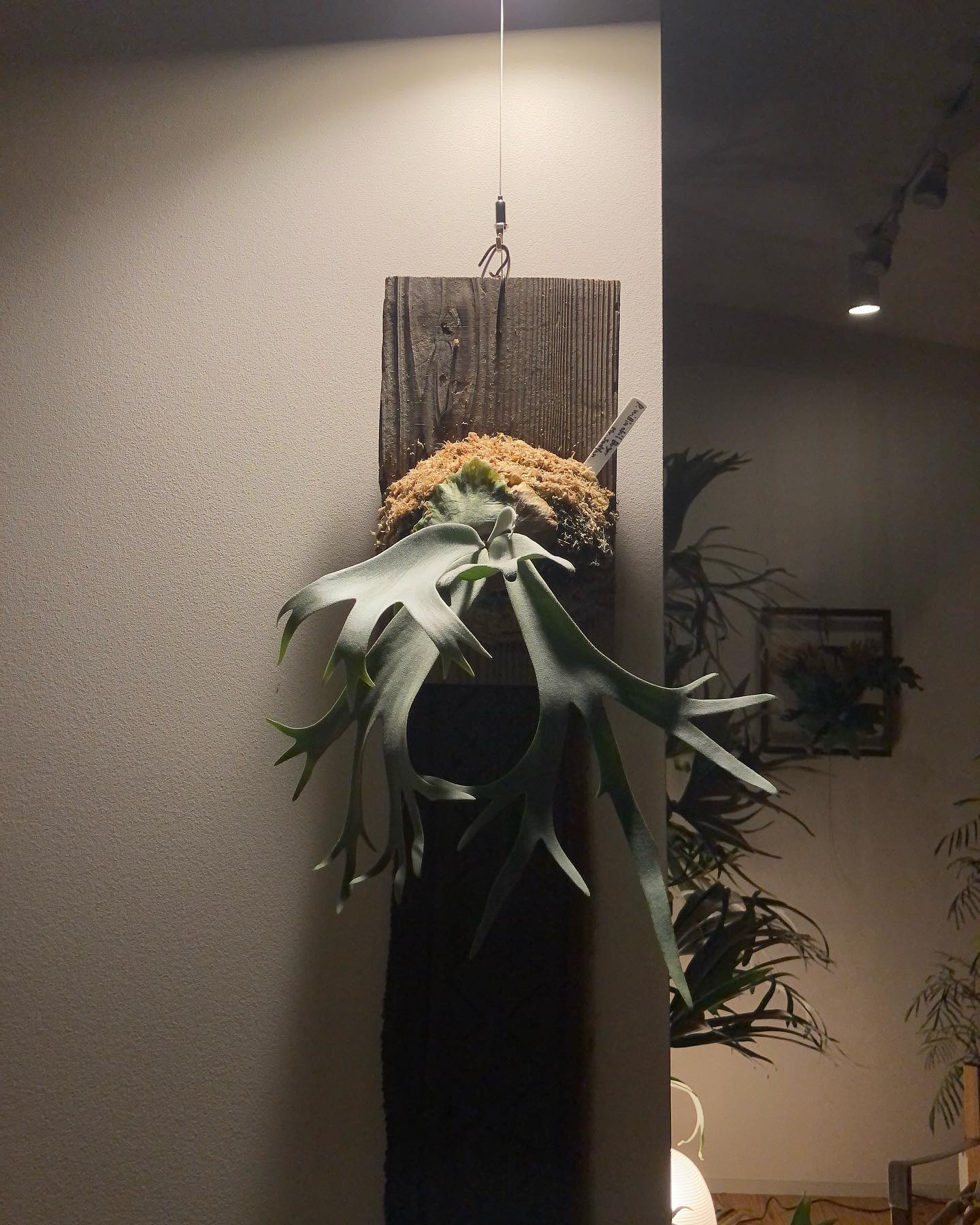 また板に根っこが到達したので、古材に付け替え。 この感じ好きですね〜