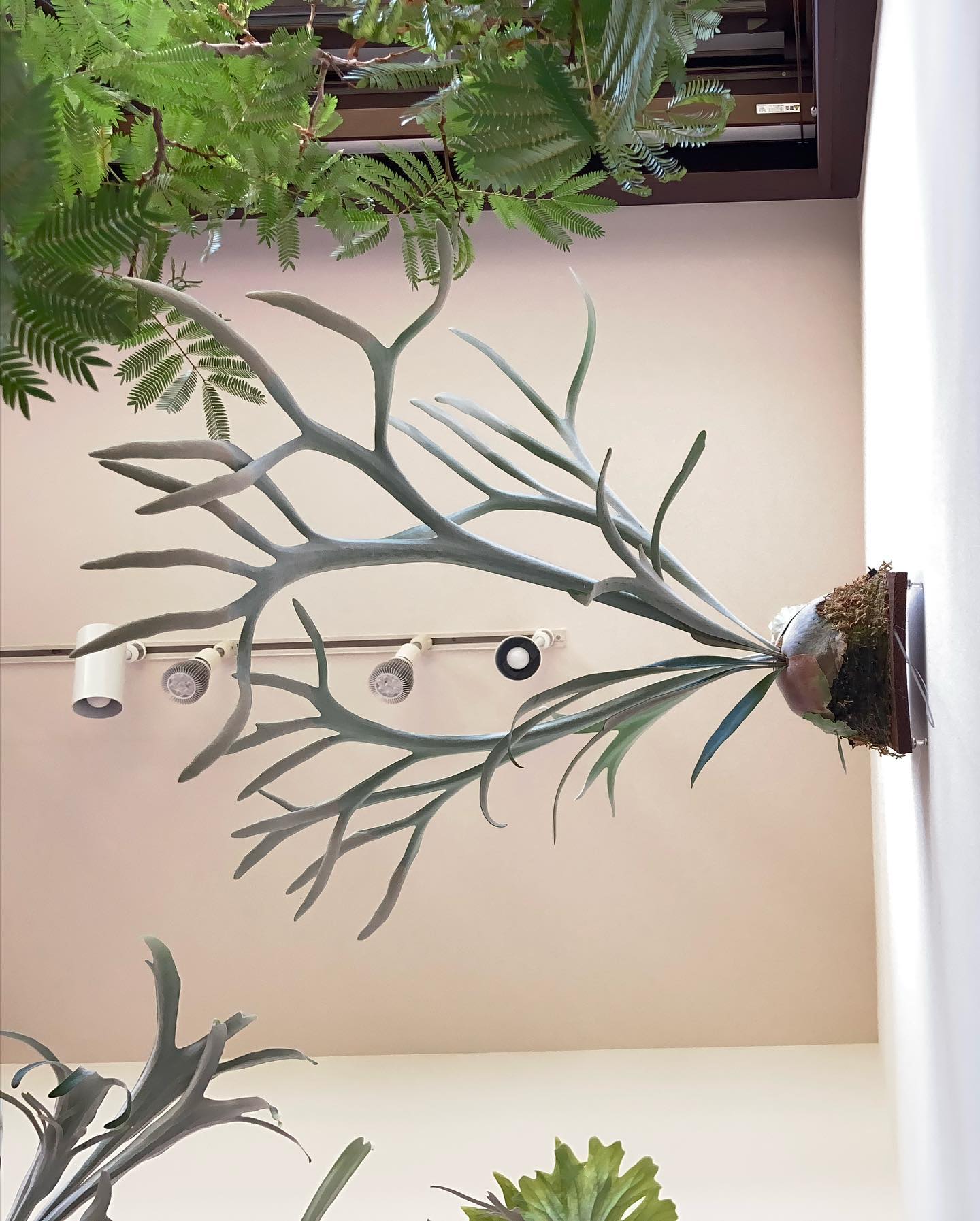 Moonlightちゃんです。ナスカの地上絵みたいでかっこいい 貯水葉ターン来たのでとても楽しみ 月