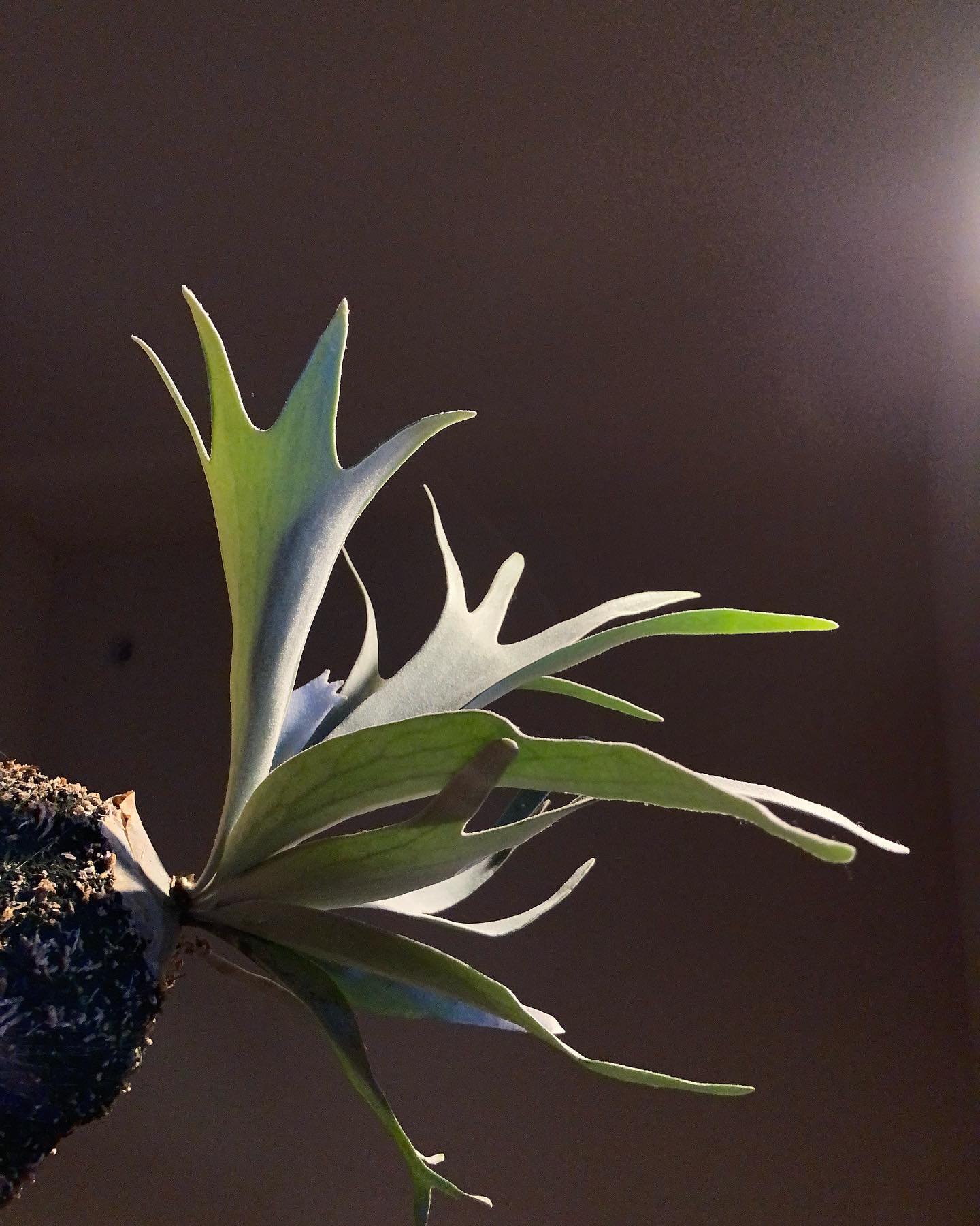 やっと貯水葉が出ました。 園芸をもっと深く楽しみたい今日この頃。