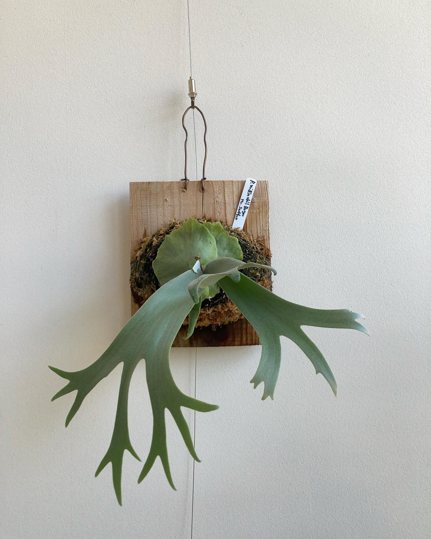 3月8日(2枚目)にお迎えしたボゴールスーダンも胞子葉が垂れてきて、ウィリンキー感出てきました